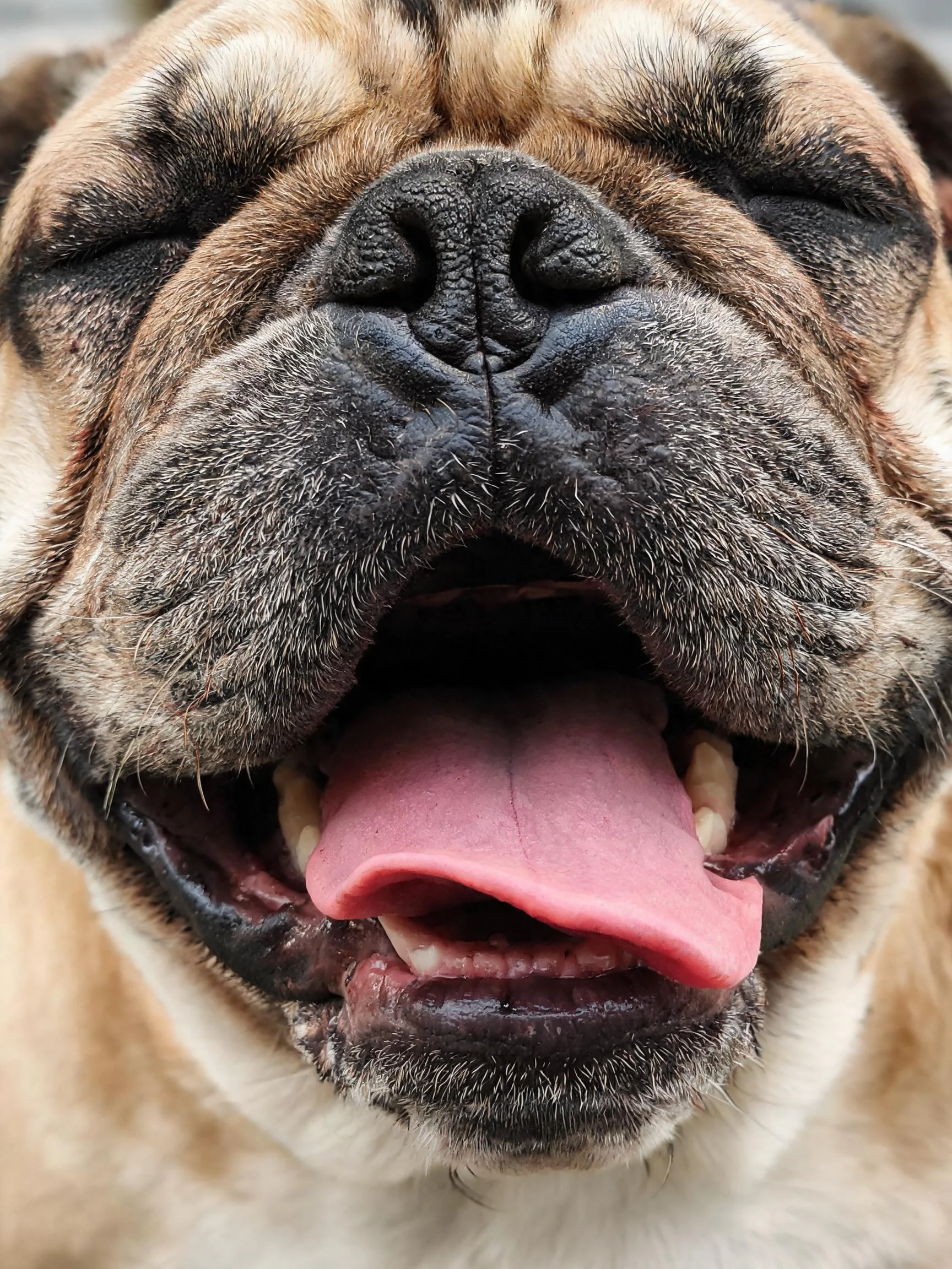 英国斗牛犬嘴巴张开,粉红色舌头外伸,皮肤纹理清晰可见。
