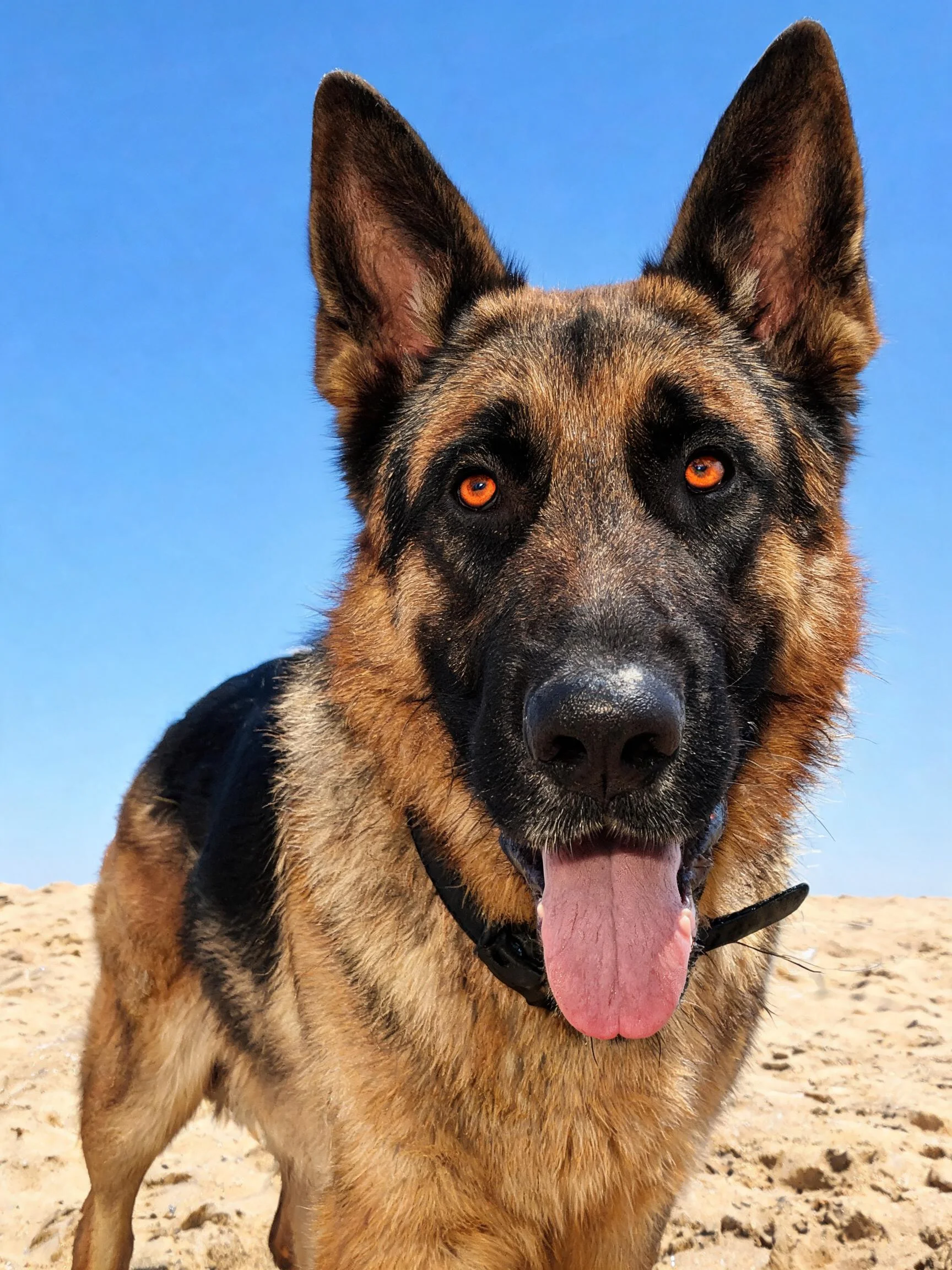 一只德牧犬在沙地环境中,其黑棕色毛发与明亮橙色的眼睛清晰可见,嘴巴张开露出湿润的粉色舌头。