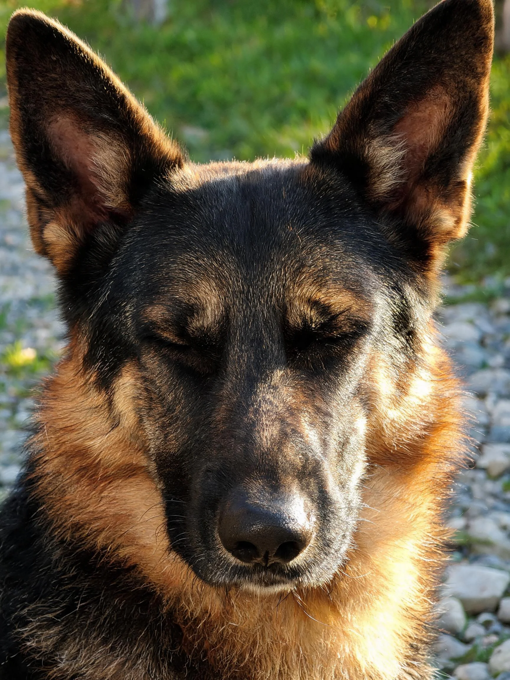 一只德牧犬双眼闭合,展现出安静祥和的状态,鼻端湿润,黑色与棕色毛发分明。
