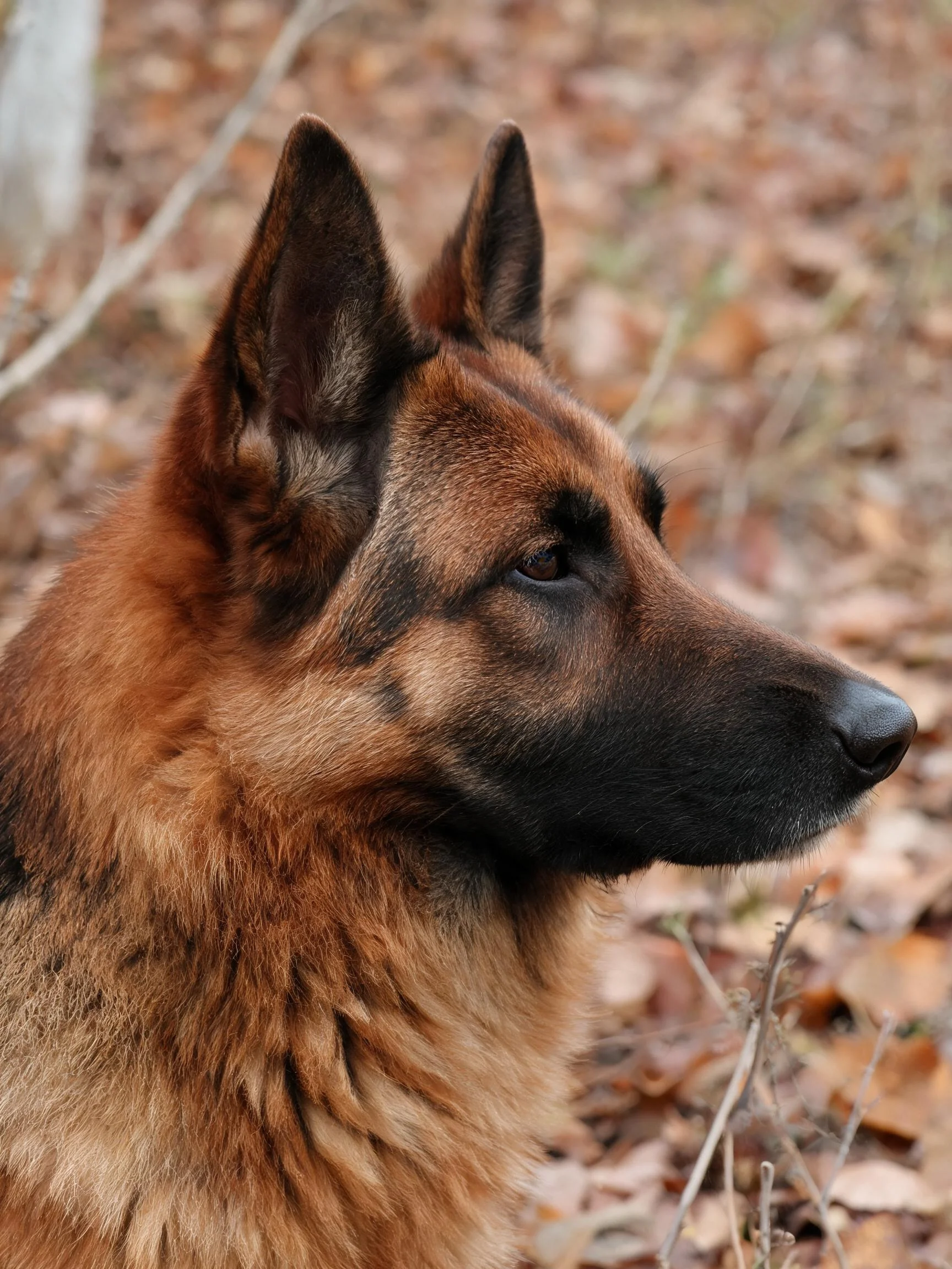 德国牧羊犬侧脸特写,红棕色毛发与黑色面部形成鲜明对比,目光注视前方。