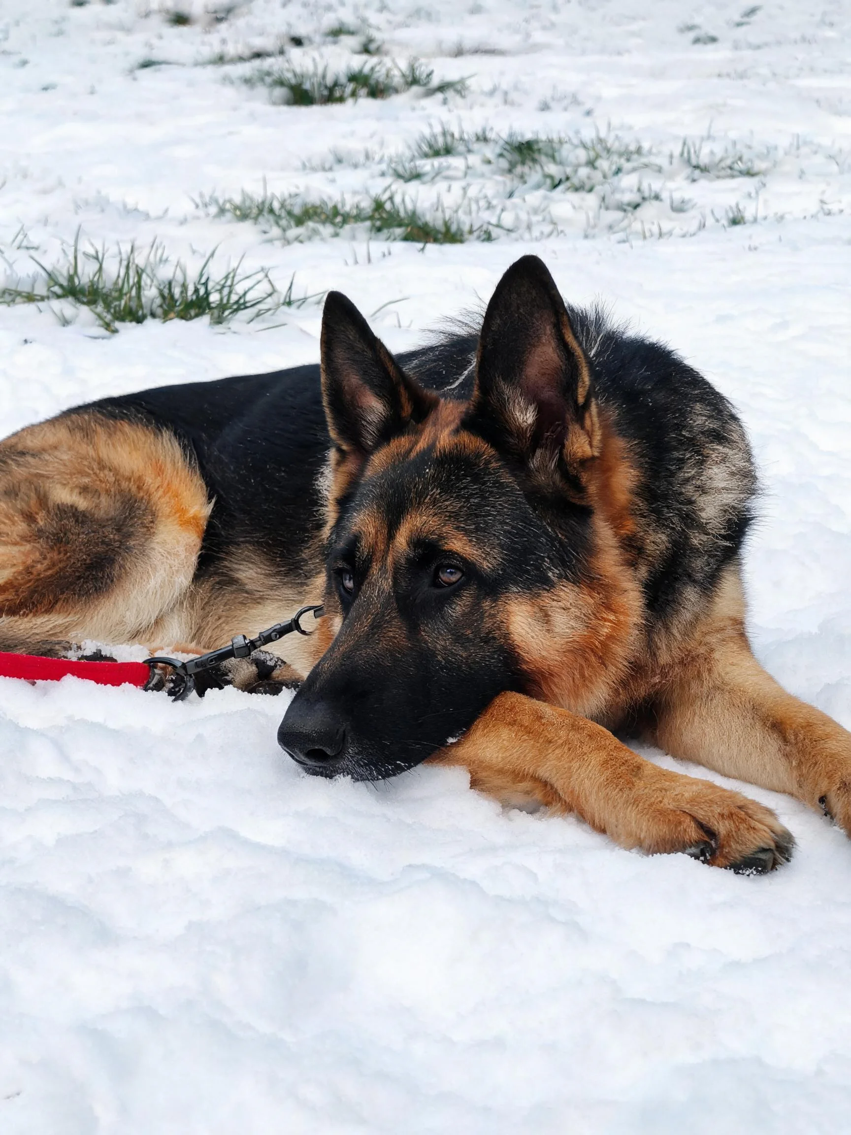 德国牧羊犬趴在雪地上,黑色的面部与棕色的毛发形成鲜明对比,鼻子沾有少量雪花。