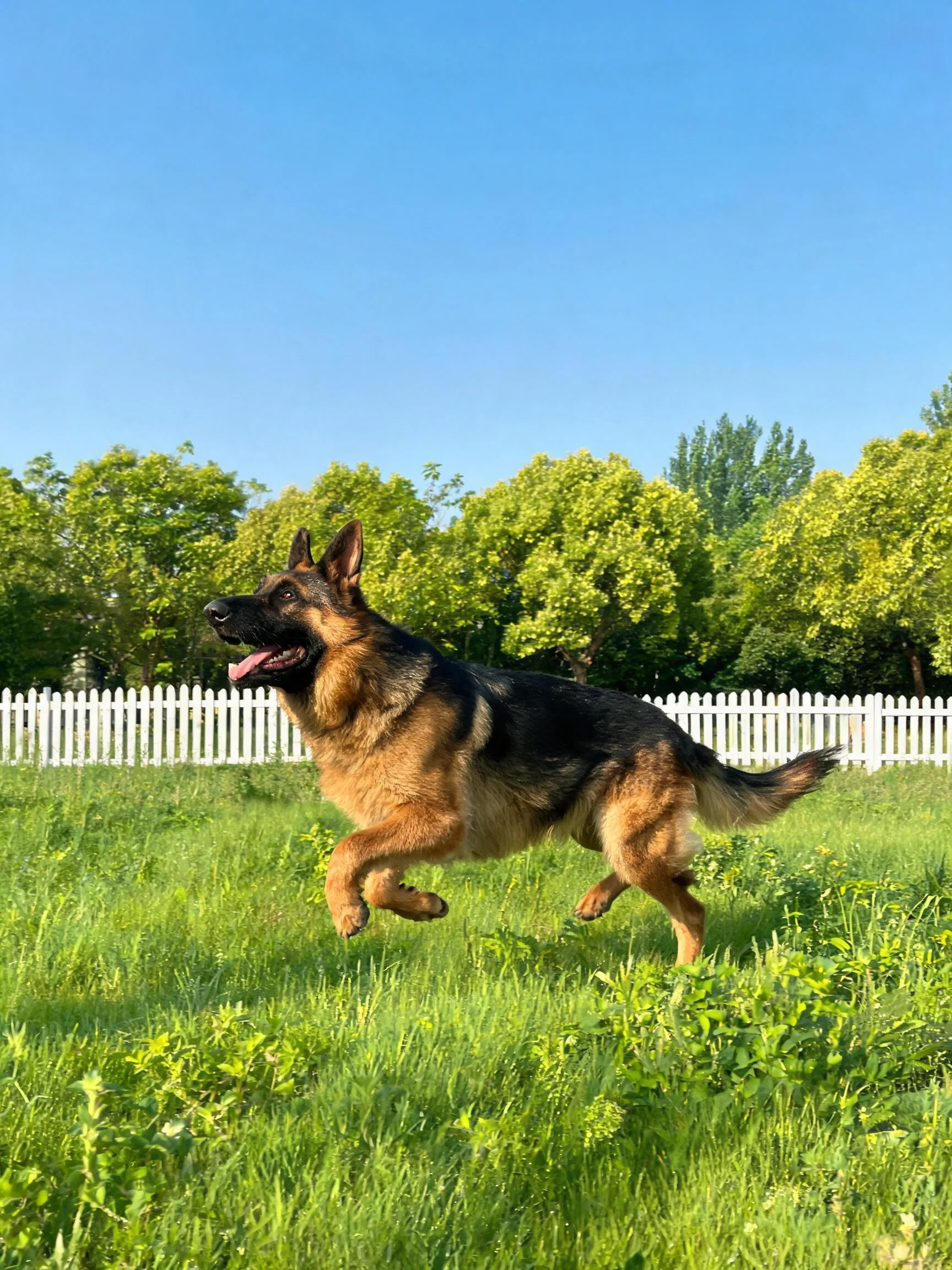 德国牧羊犬在户外绿色草坪奔跑,嘴巴张开露出粉色舌头。