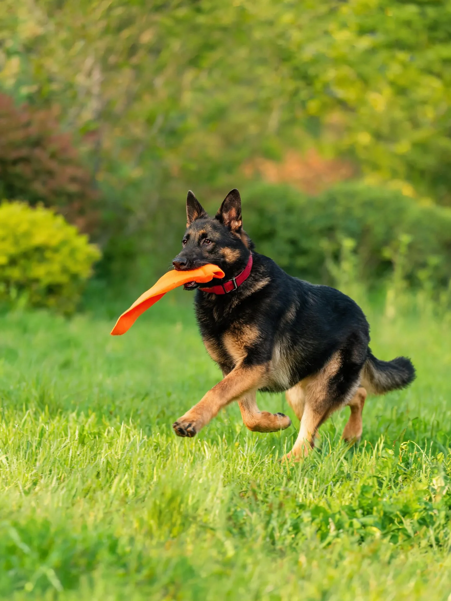 德国牧羊犬叼着橙色玩具在奔跑,黑棕相间的皮毛清晰可见。