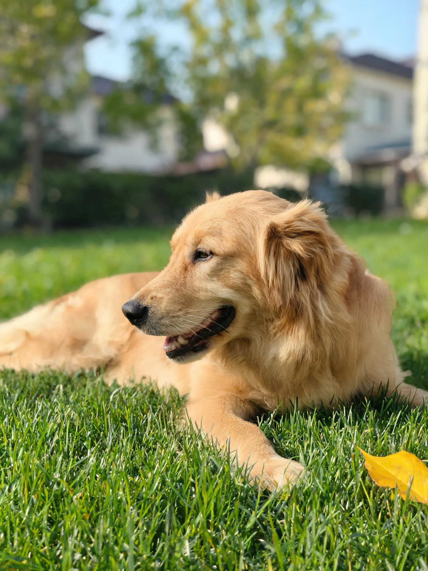 金毛寻回犬安静躺卧在绿色草地上,浅金色毛发柔软顺滑。