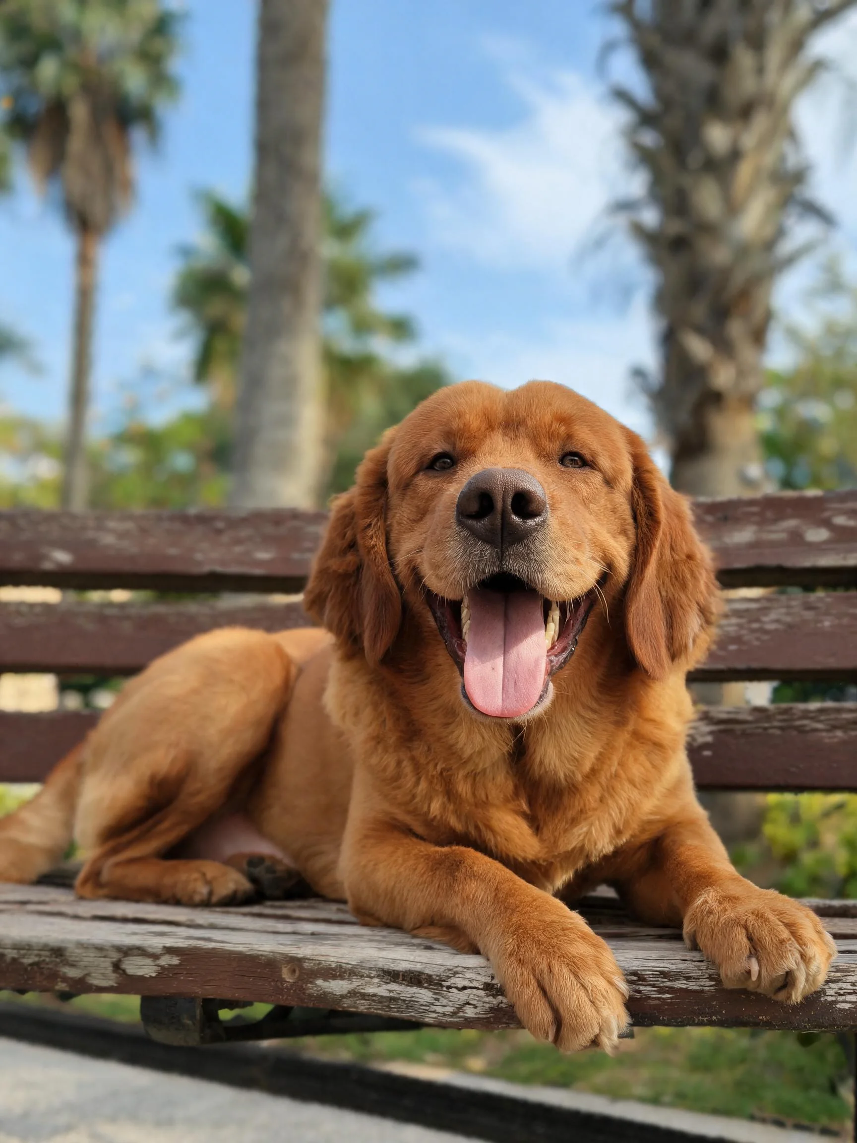 一只金毛猎犬趴在木质长椅上,嘴巴张开露出湿润的舌头,毛发呈金黄色。