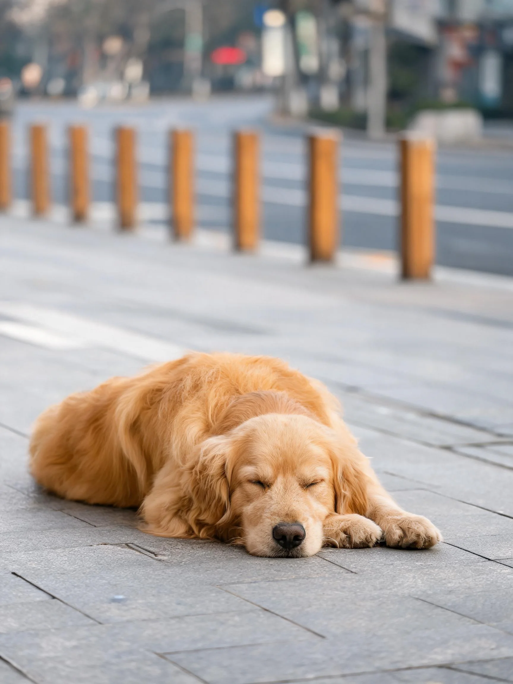 金毛猎犬闭眼趴卧在铺装地面上,浅棕色毛发柔软蓬松。