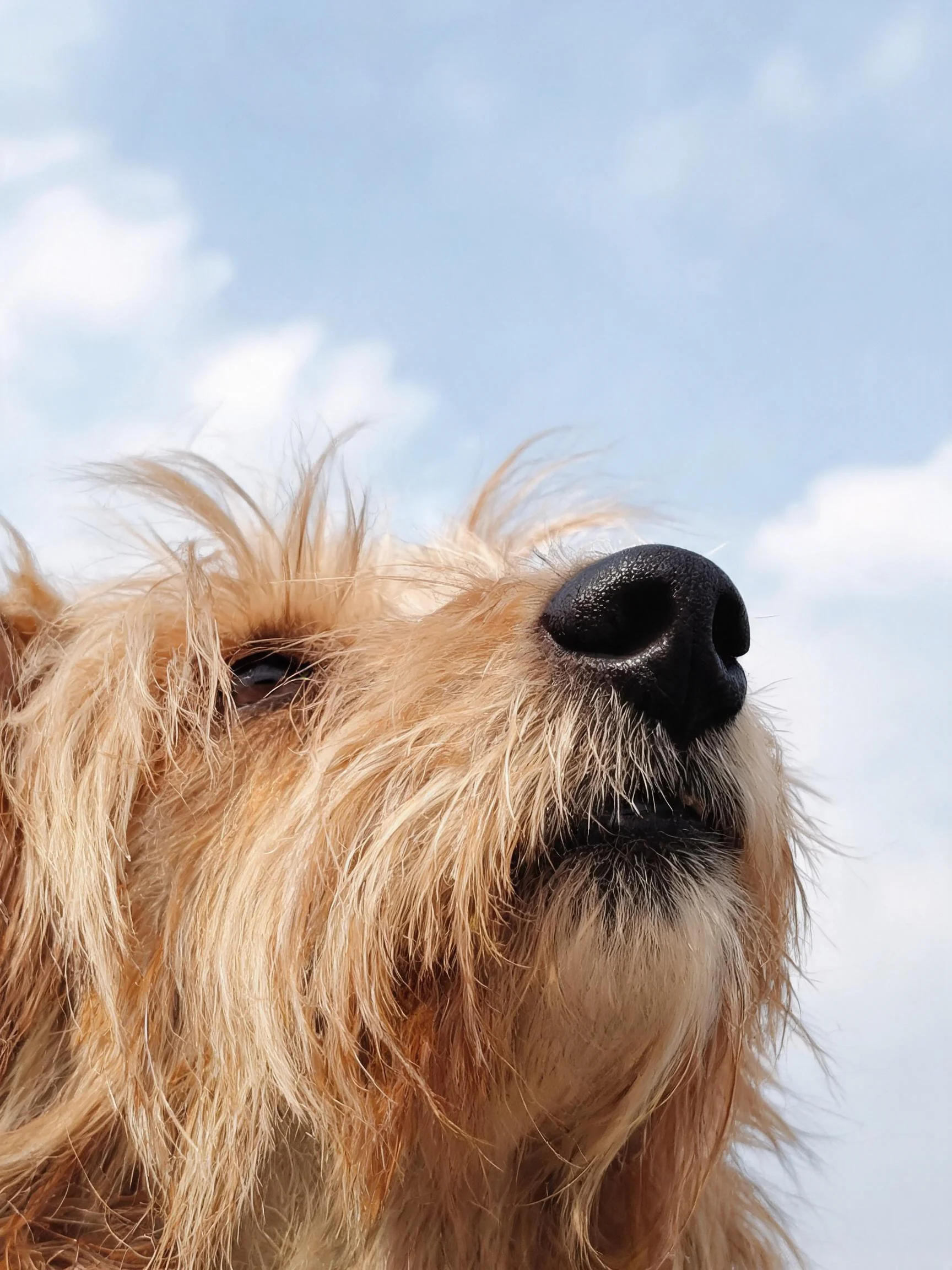 一只软毛威根犬正抬头凝望,黑色的鼻头与金黄的长卷毛发形成鲜明对比,毛发垂落在脸部周围。