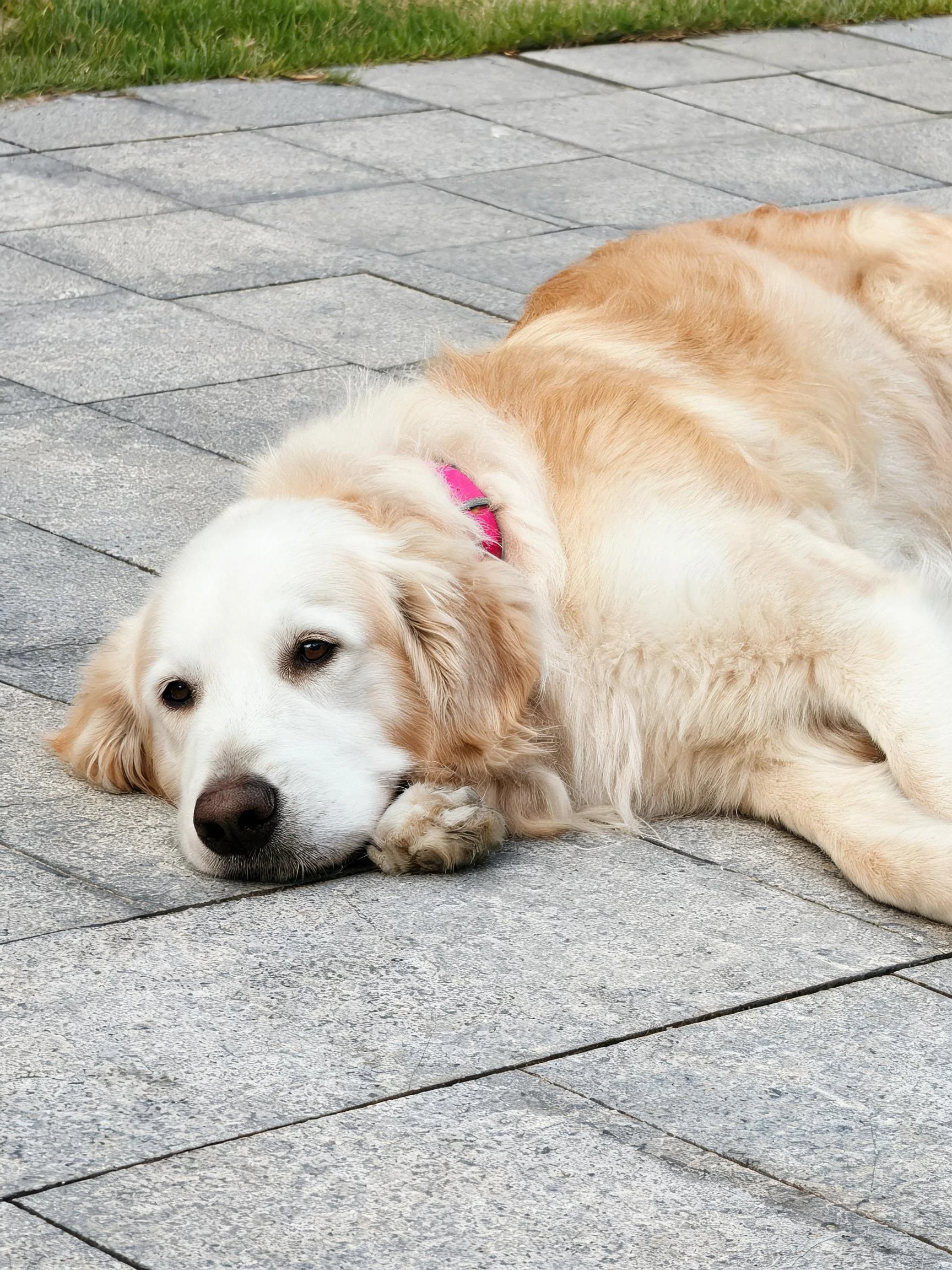 一只金毛猎犬,浅棕色长毛柔软,正将头靠在前爪上趴在石板地面上。