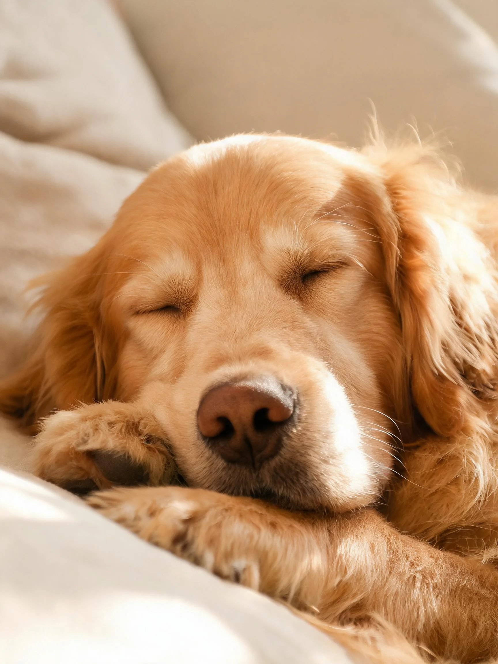 一只金毛寻回犬闭眼安睡,浅金色毛发柔软地覆盖在软垫上。