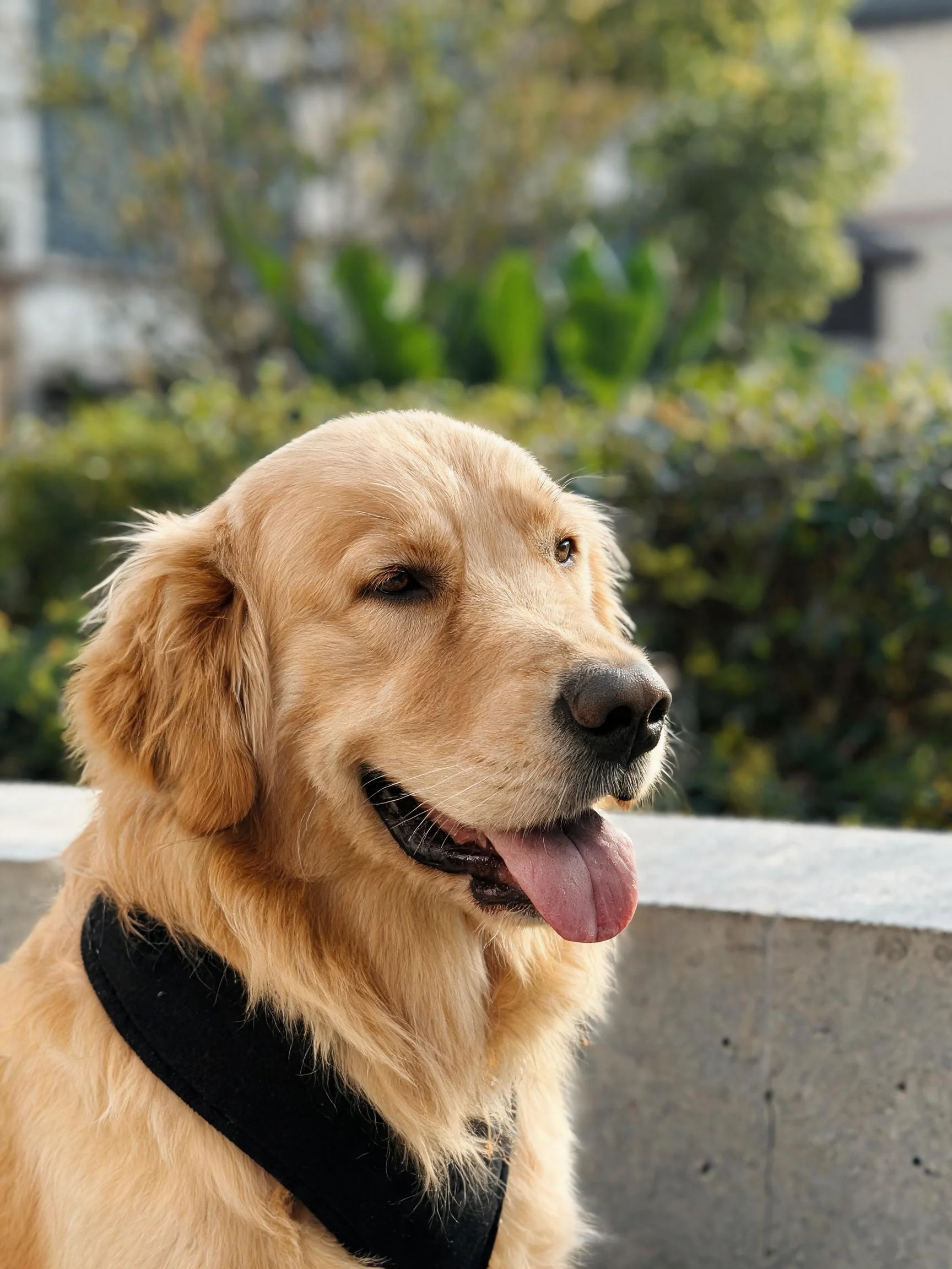 金毛猎犬特写,暖金色毛发蓬松,嘴巴张开露出粉红色舌头。