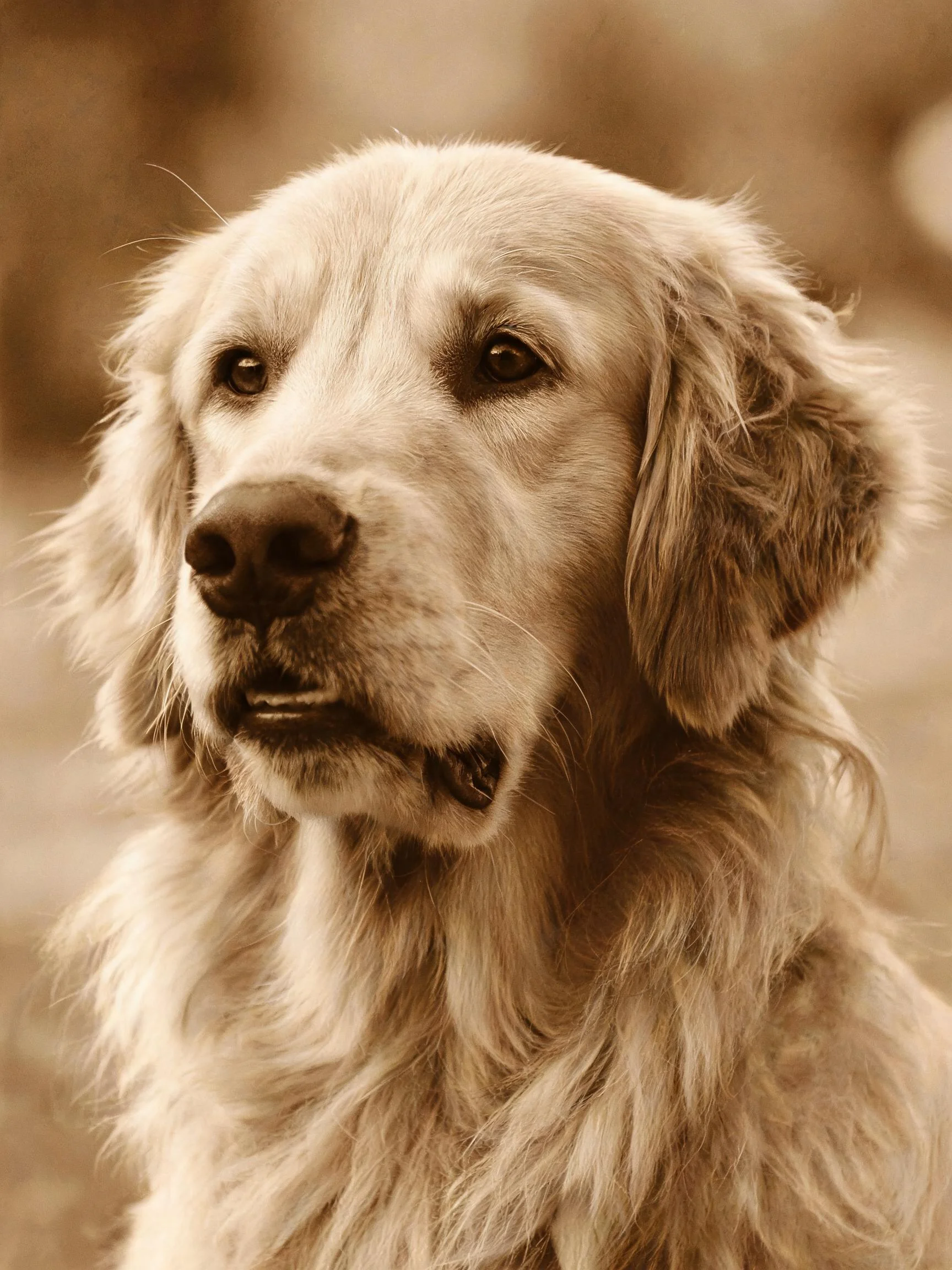 金毛寻回犬有着浓密柔软的浅金色卷毛,毛发垂落在脸部周围。