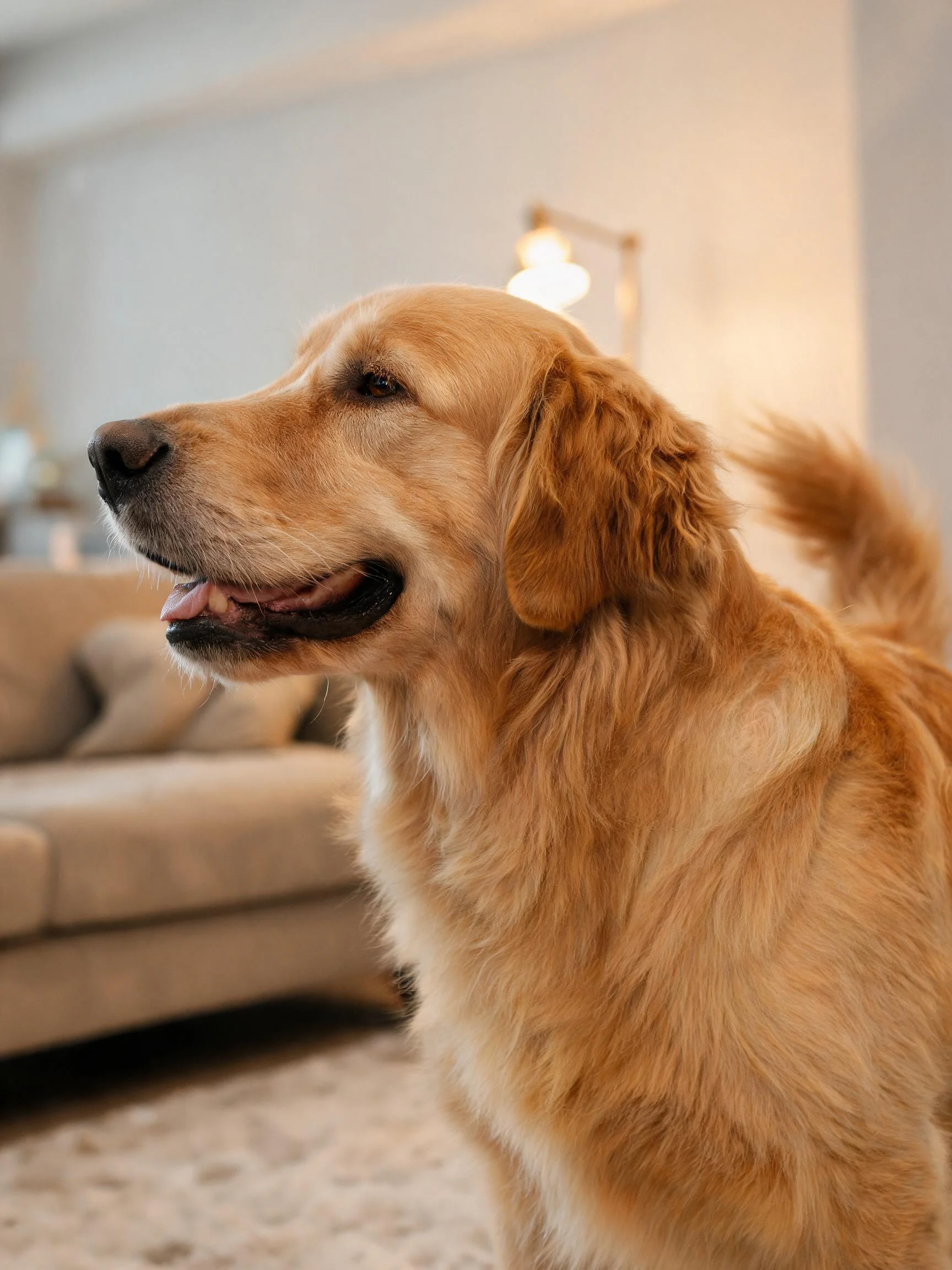 金毛寻回犬嘴巴张开露出粉色舌头,毛发柔软顺滑且呈金黄色。
