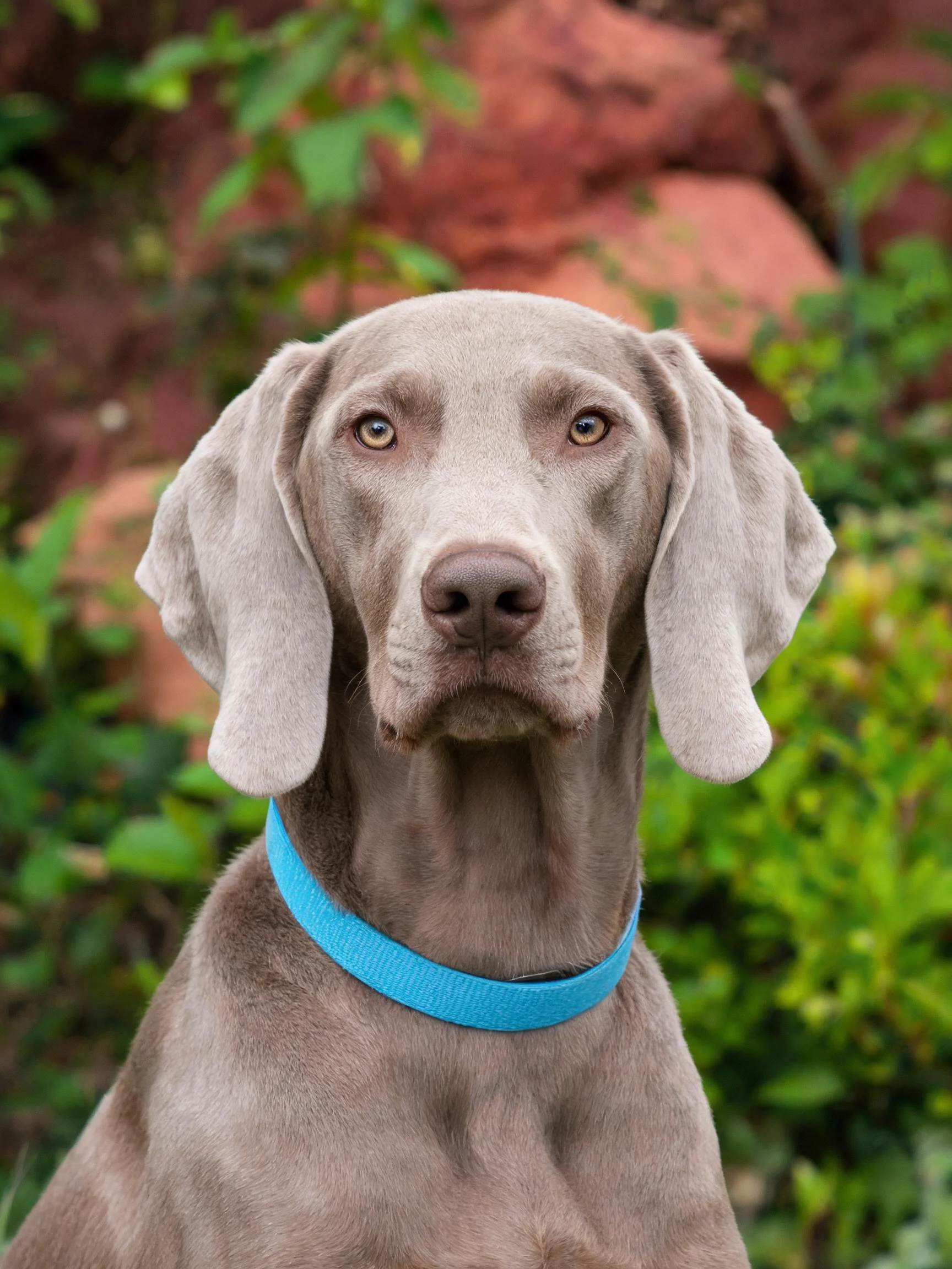 威玛猎犬安静注视前方,银灰色短毛顺滑贴服,佩戴蓝色项圈。