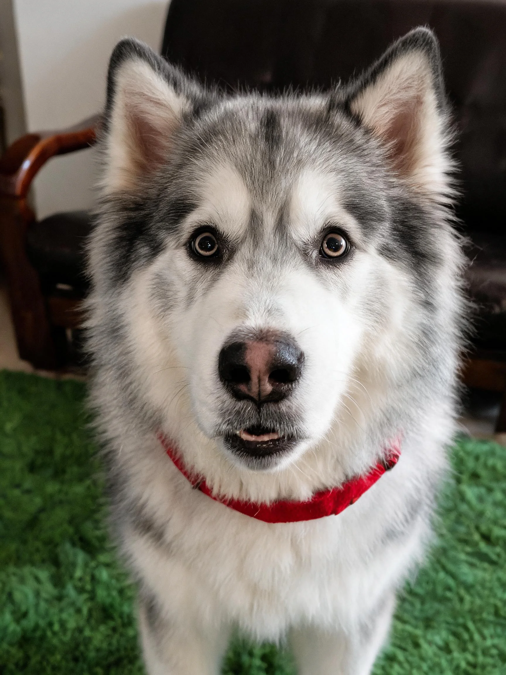 阿拉斯加雪橇犬双眼明亮注视镜头,颈部佩戴红色项圈,毛发蓬松柔软。