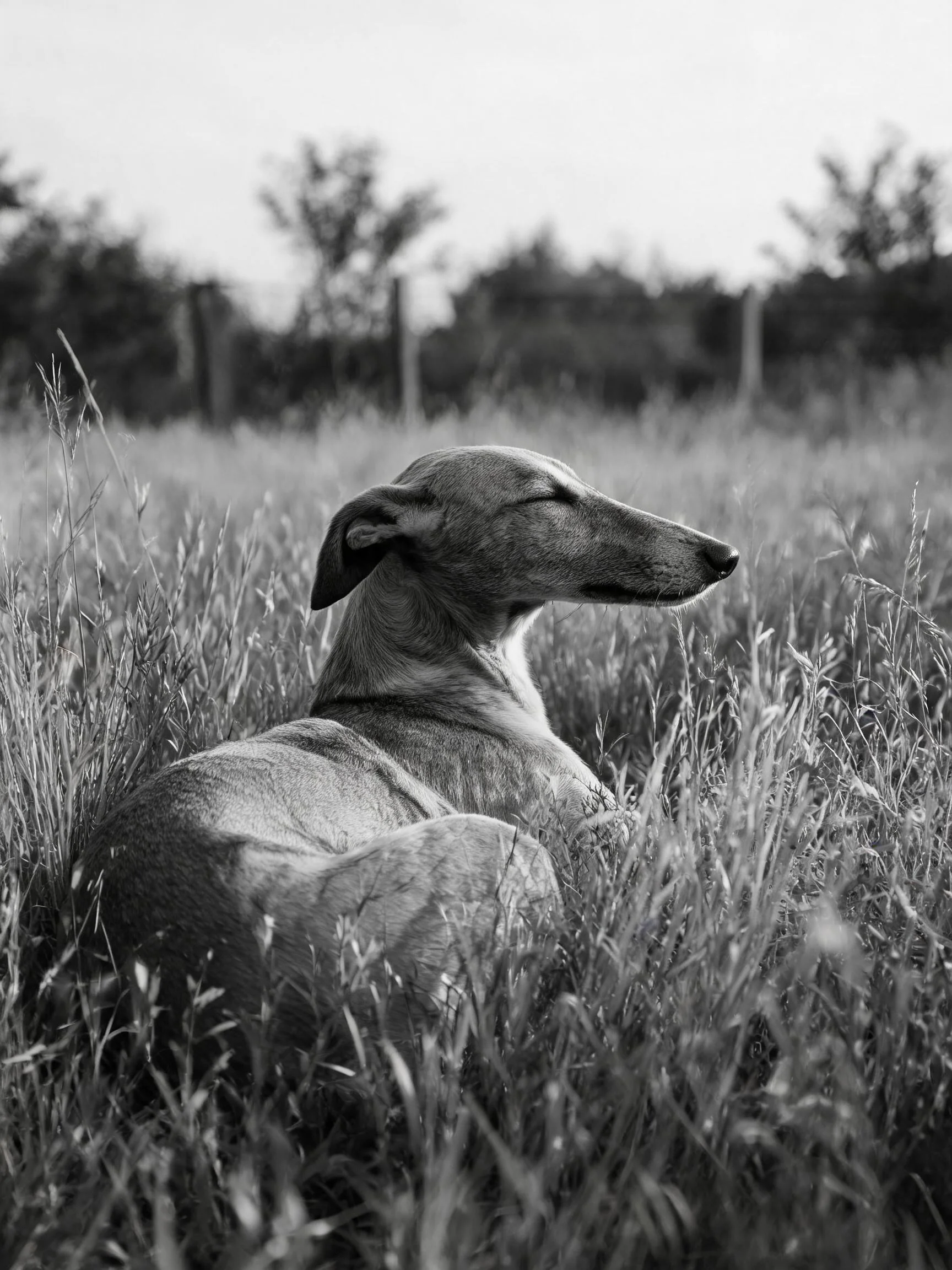 灵缇犬安静躺卧在草丛中,修长身躯与周围高草形成鲜明对比,皮毛纹理清晰可见。
