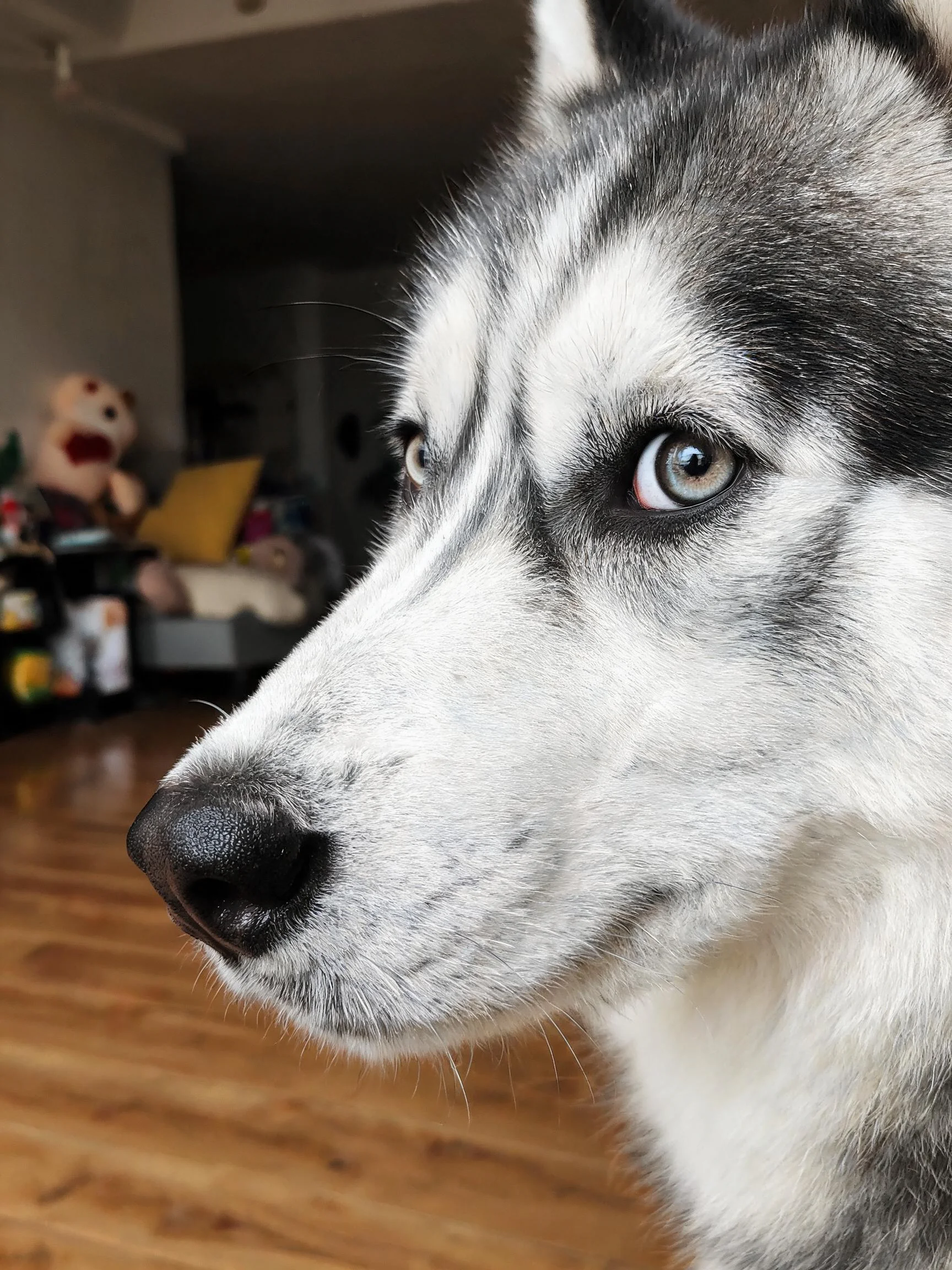 西伯利亚哈士奇犬特写,展示其异色瞳与黑白相间的被毛特征。