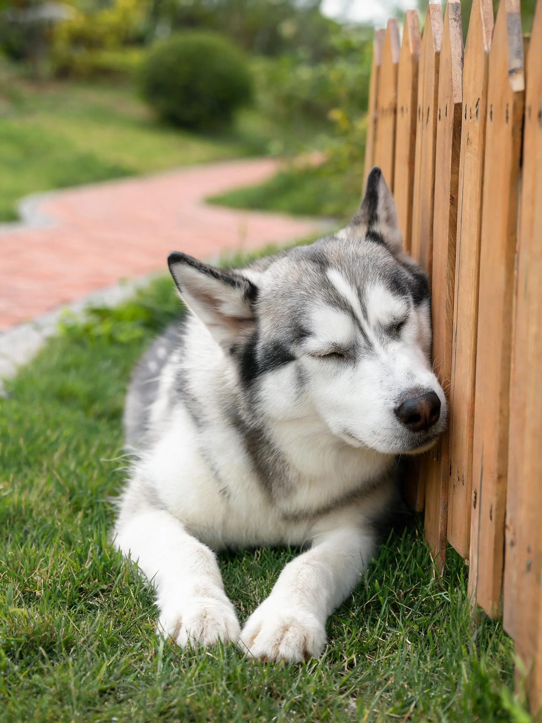 二色哈士奇幼犬将头部轻靠在木质栅栏上，双眼闭合，灰白相间的毛发清晰可见。