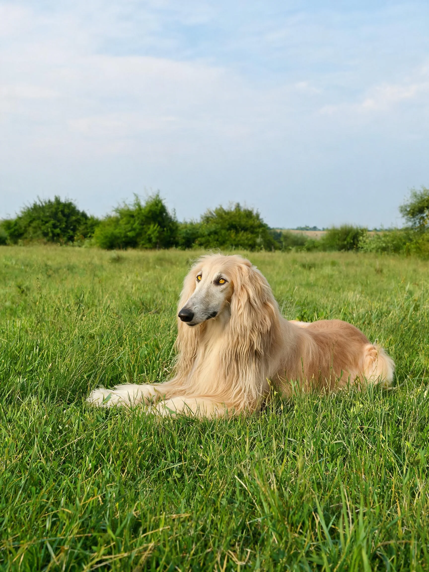 阿富汗猎犬的金色长毛顺滑贴附在身上,安静趴卧在绿色草地上。
