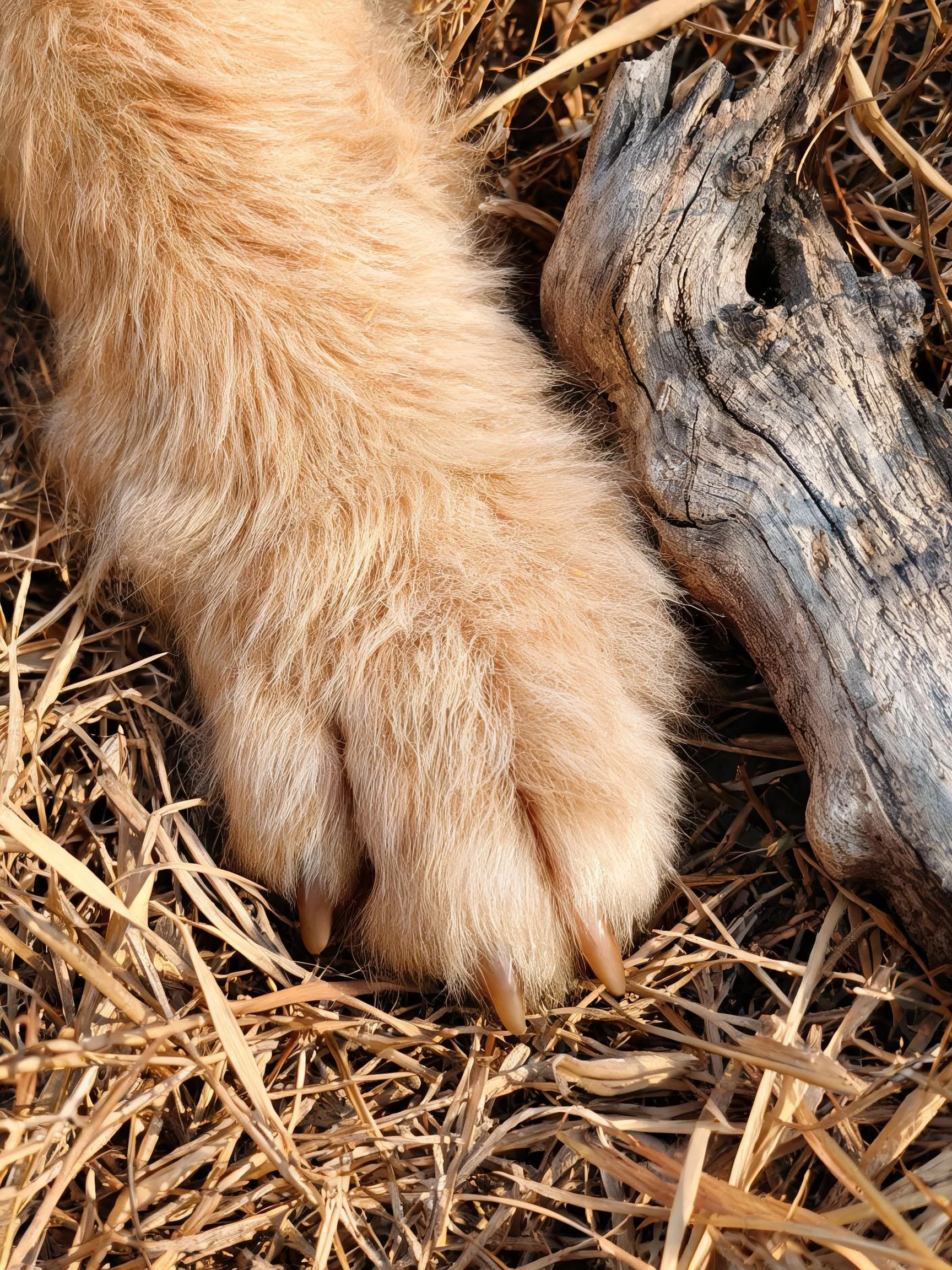 短毛家犬的浅棕色蓬松爪垫，带有细长爪甲，处于静止状态。