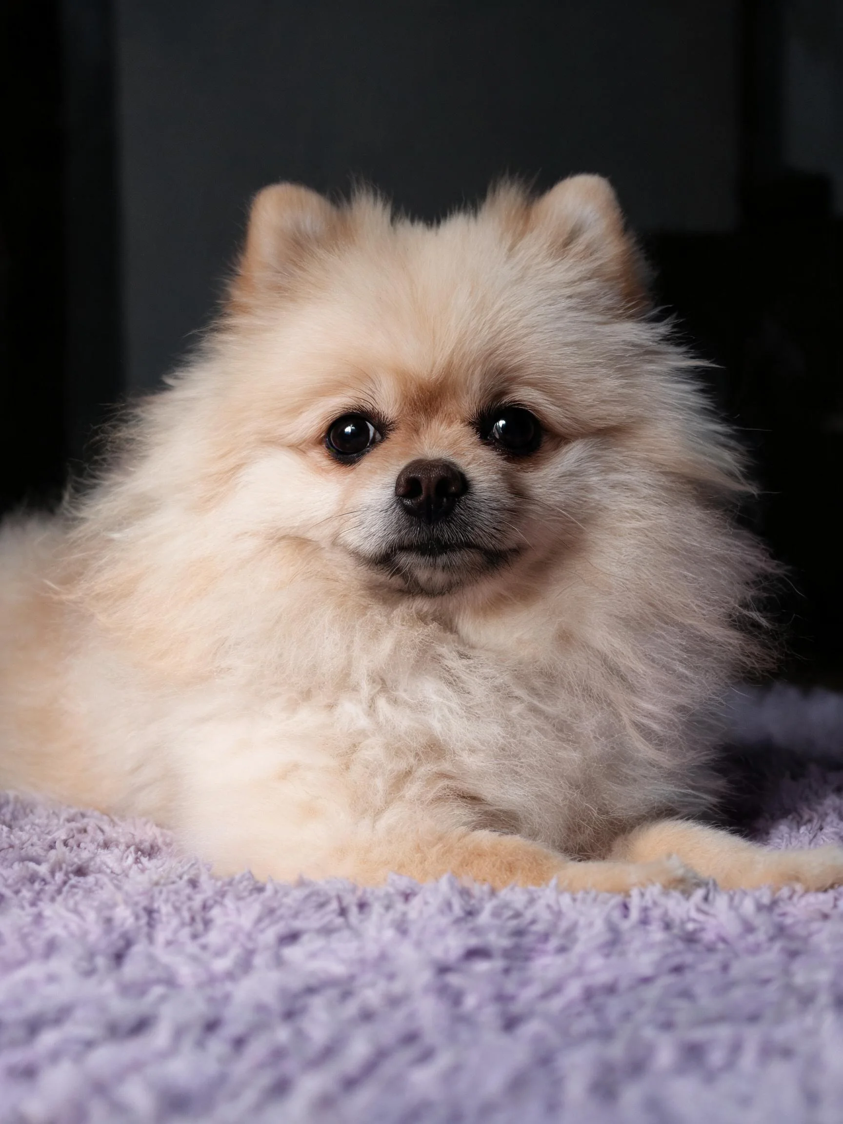 一只浅奶油色的博美犬趴在紫色绒质毯子上，毛发蓬松柔软，眼神明亮注视前方。