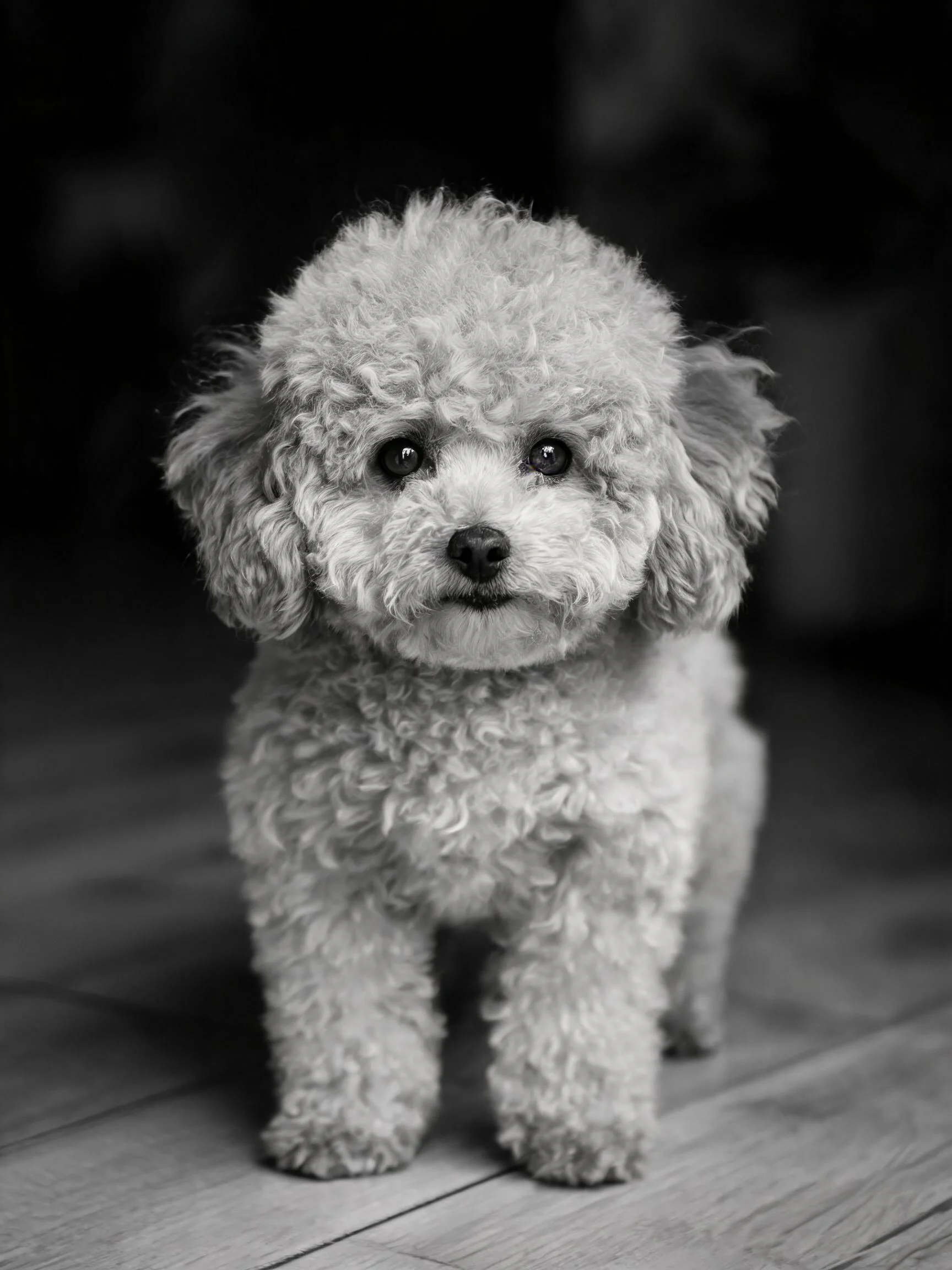 卷毛贵宾犬有着蓬松卷曲的浅色毛发，眼神明亮清澈，站在木质地板上。
