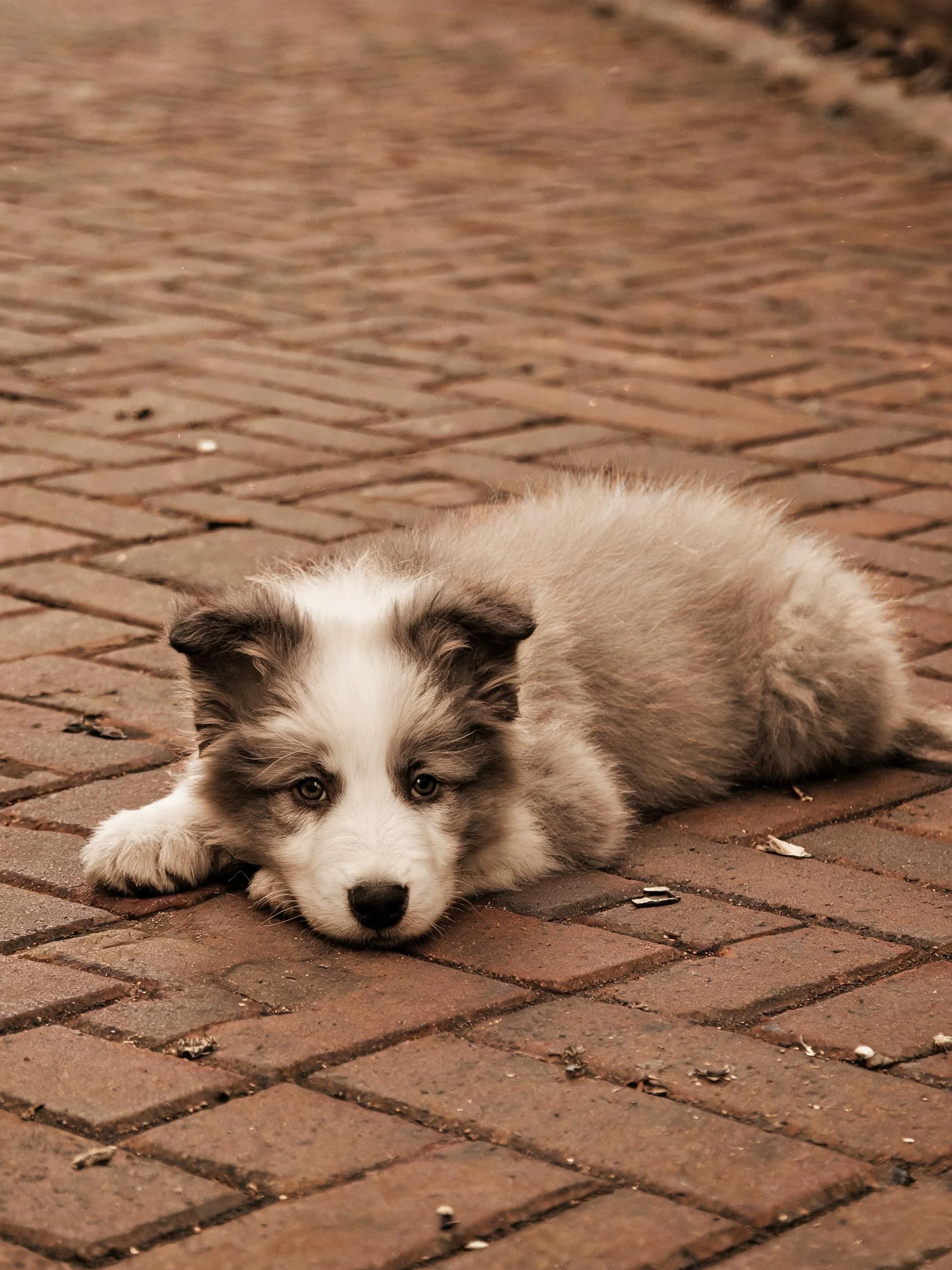 边境牧羊犬幼犬趴卧在砖石路面,浅灰白毛发柔软贴附于砖石表面。