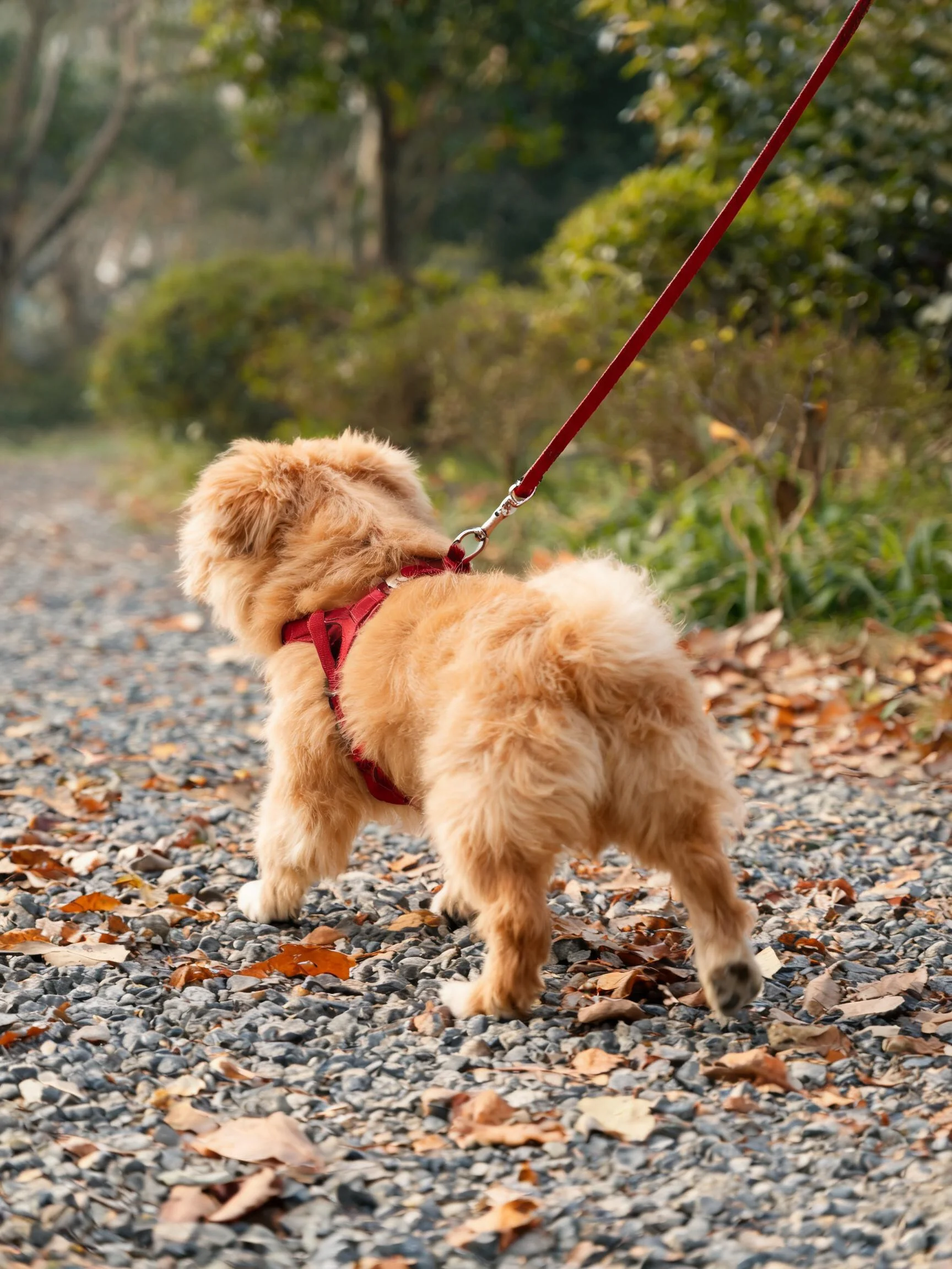 一只穿着红色胸背带的贵宾犬在碎石路上行走,毛发呈金黄色卷曲状态。