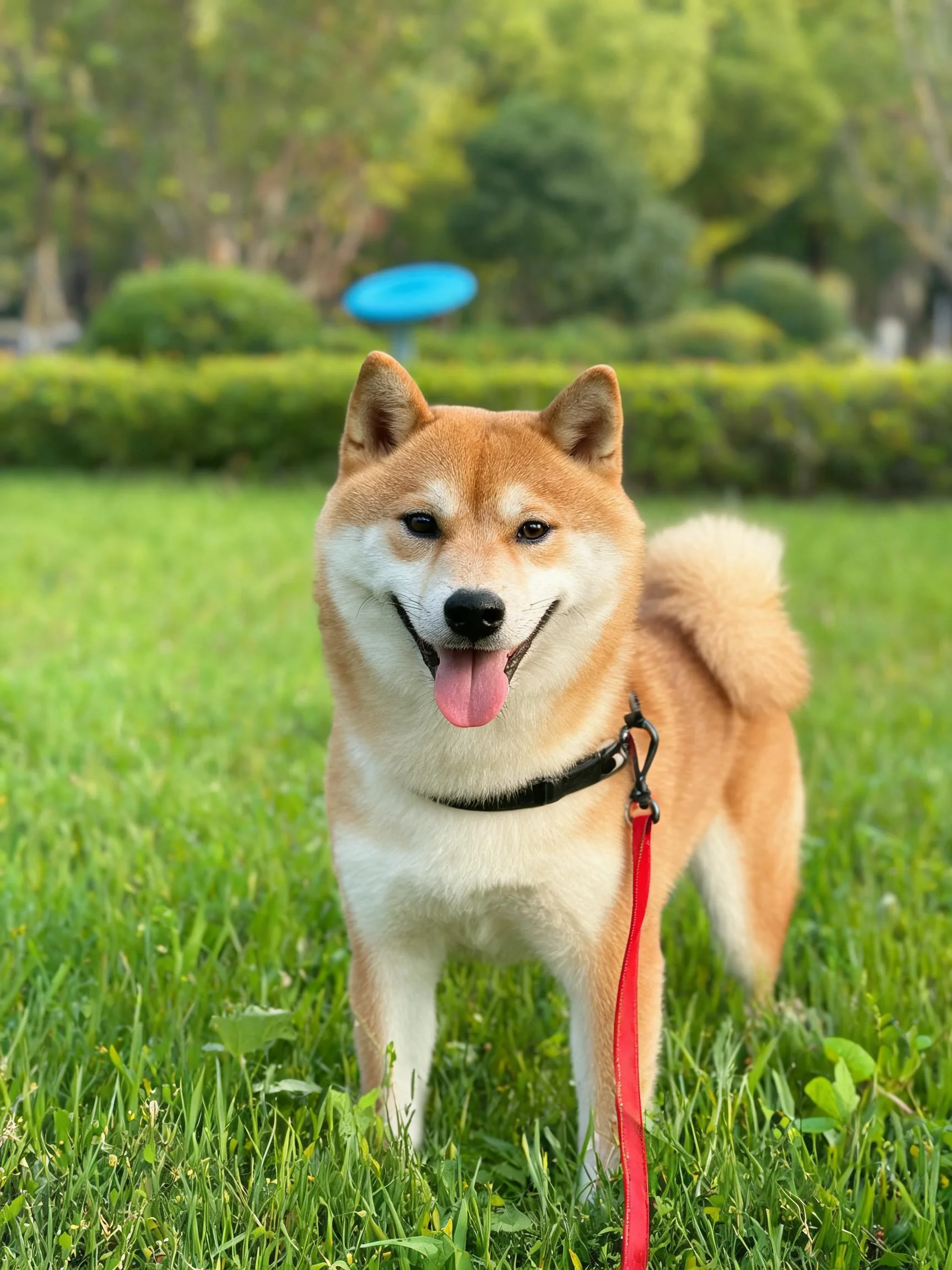 一只浅棕色与白色相间的柴犬站在绿色草坪上,毛发柔软蓬松。