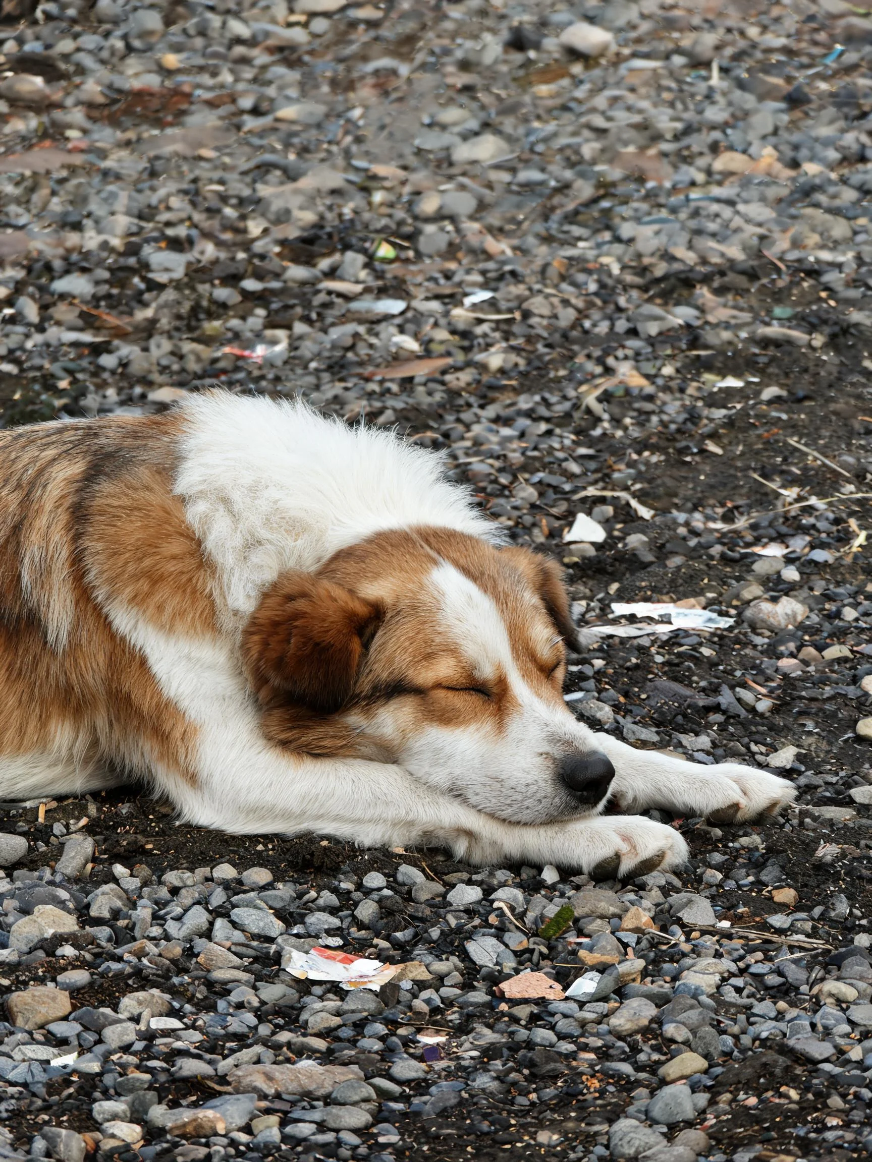 棕白短毛混血犬安静地趴在碎石地面上,前肢伸展,头部轻靠其上,毛发呈棕白相间色。