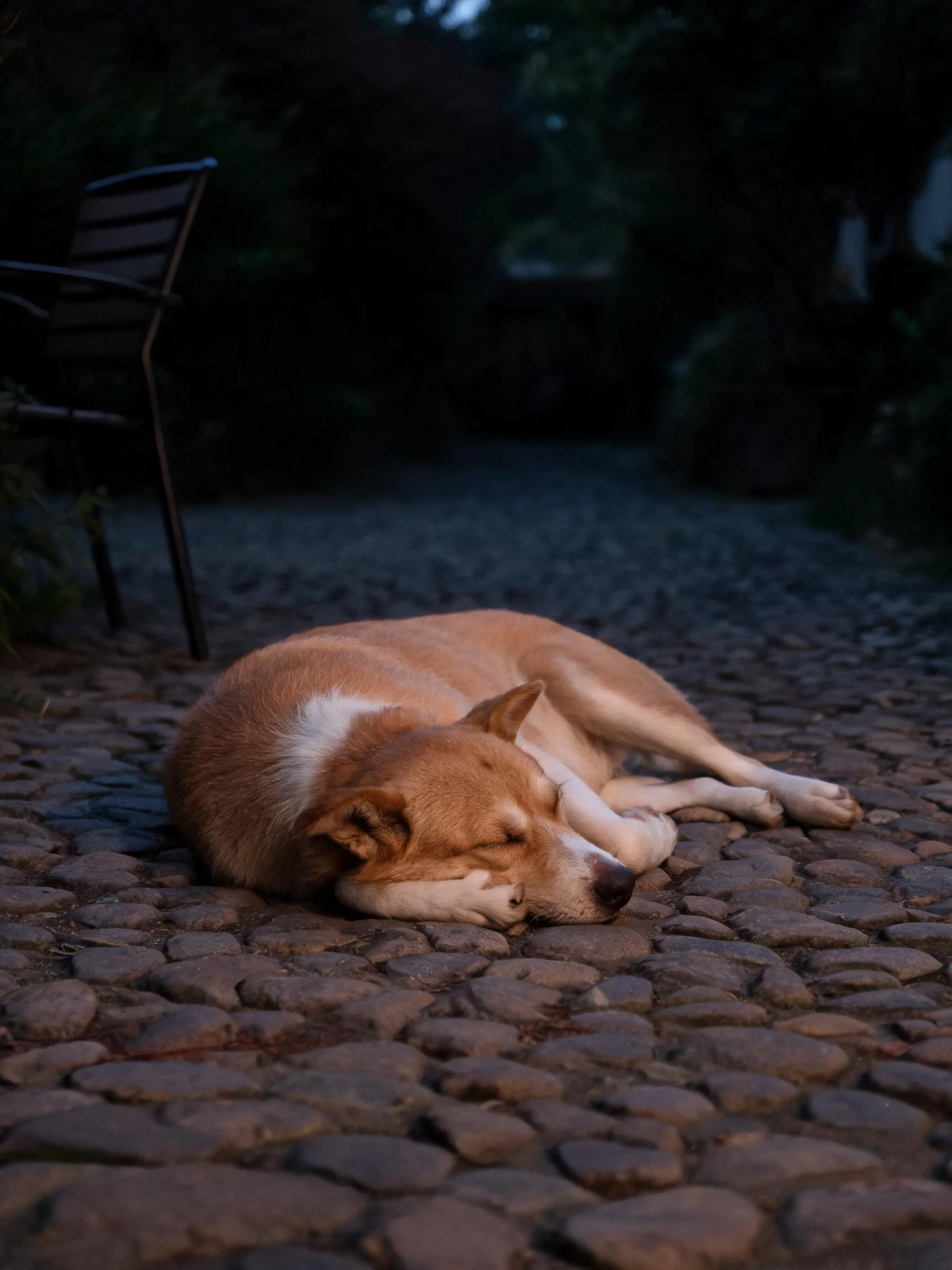一只短毛混种犬蜷缩在砖石小径上,浅棕色与白色相间的被毛贴在粗糙的石面上,双眼紧闭处于休息状态。