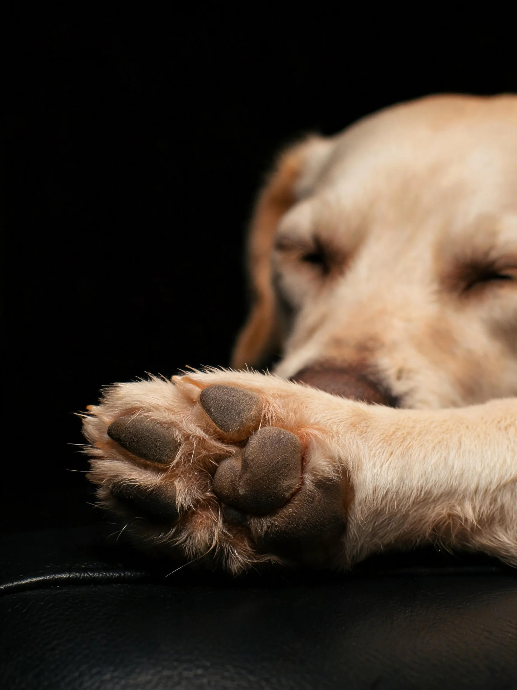 金毛寻回猎犬幼犬的爪部,展现出柔软的浅黄色毛发与深褐色肉垫。