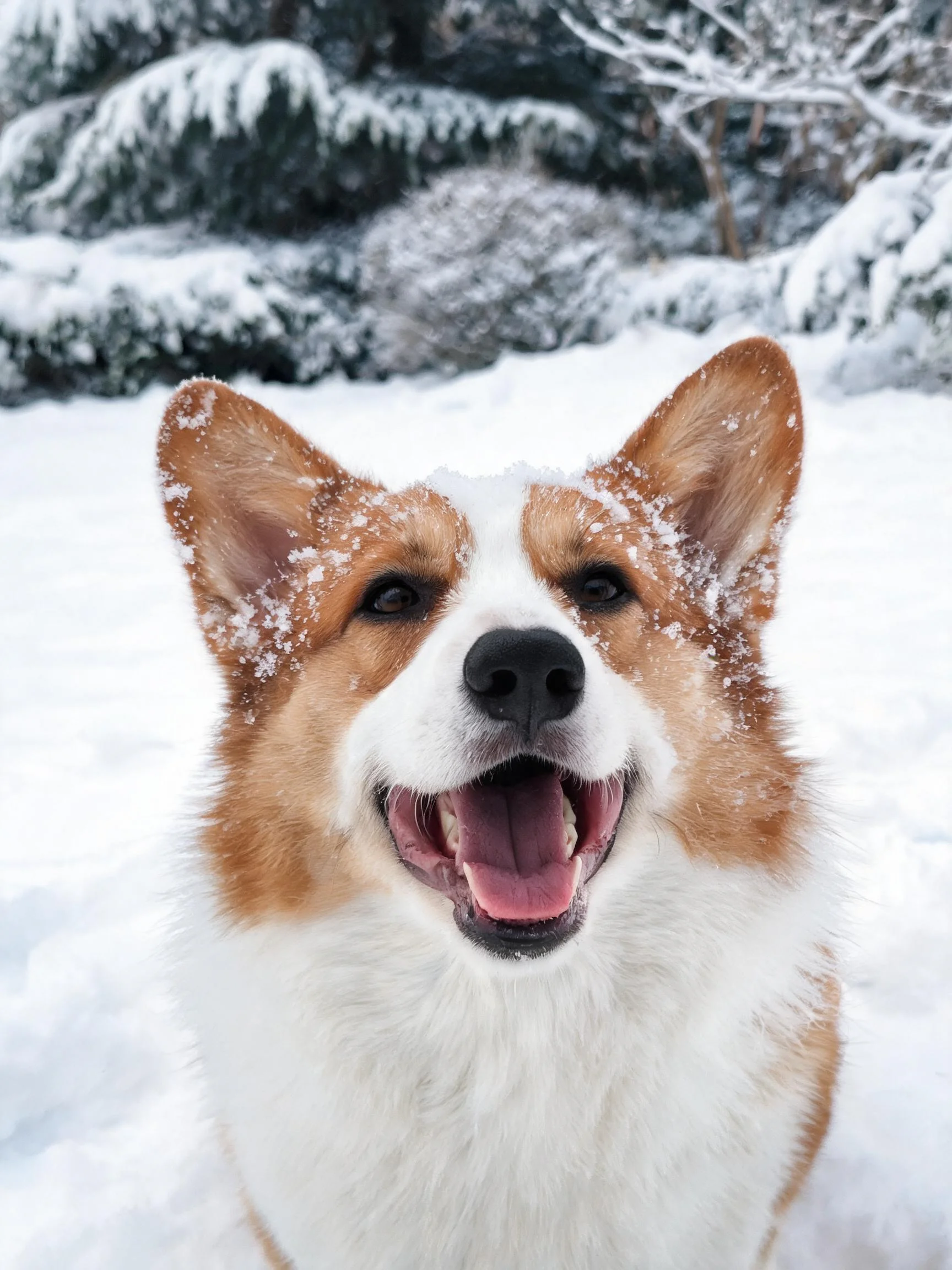 一只柯基犬在雪地中,耳朵上有少量积雪,嘴巴张开露出牙齿和舌头。