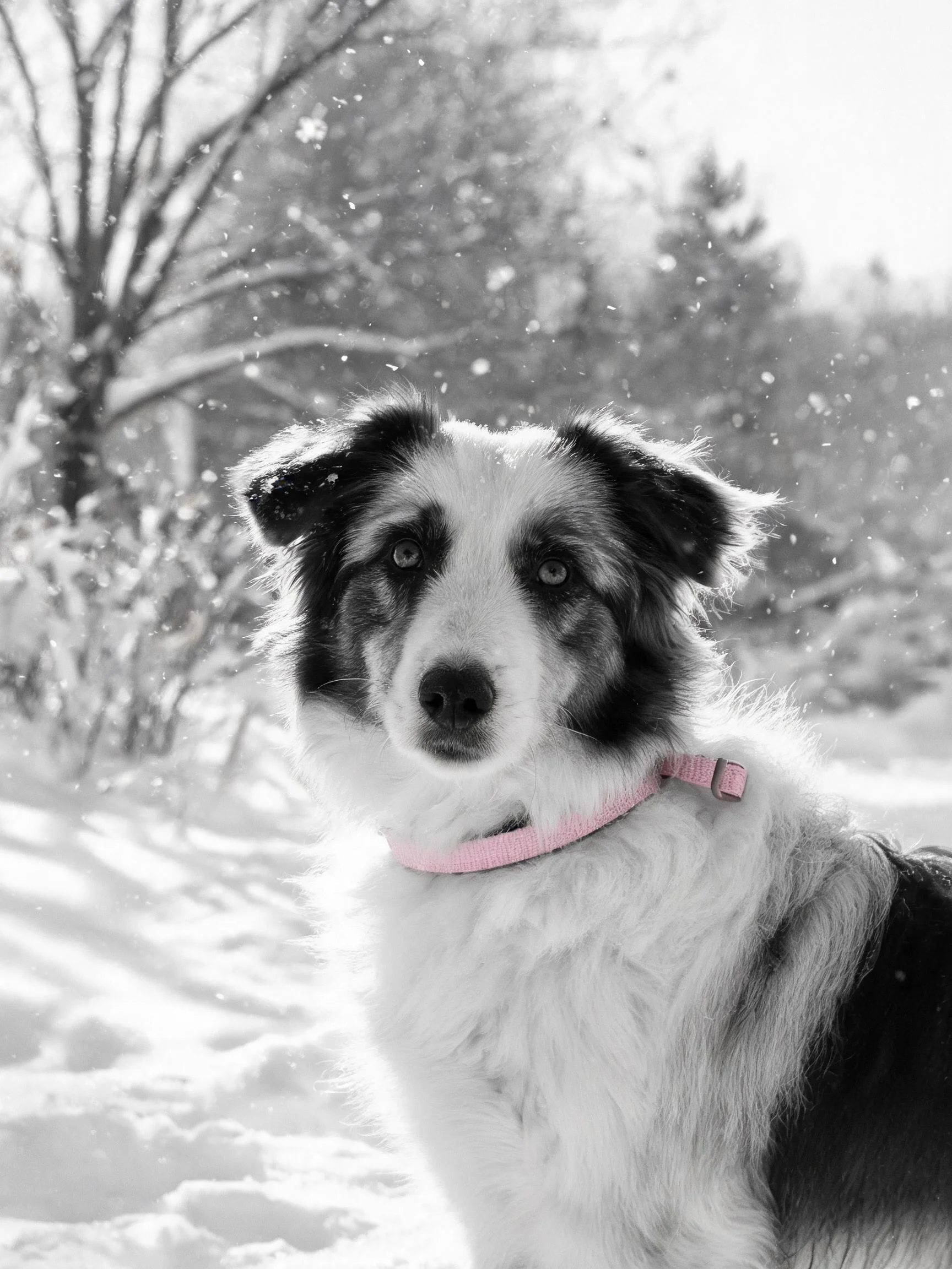 黑白毛色的边境牧羊犬戴着粉色项圈,在雪地中专注地看向镜头方向,周围雪花纷飞。