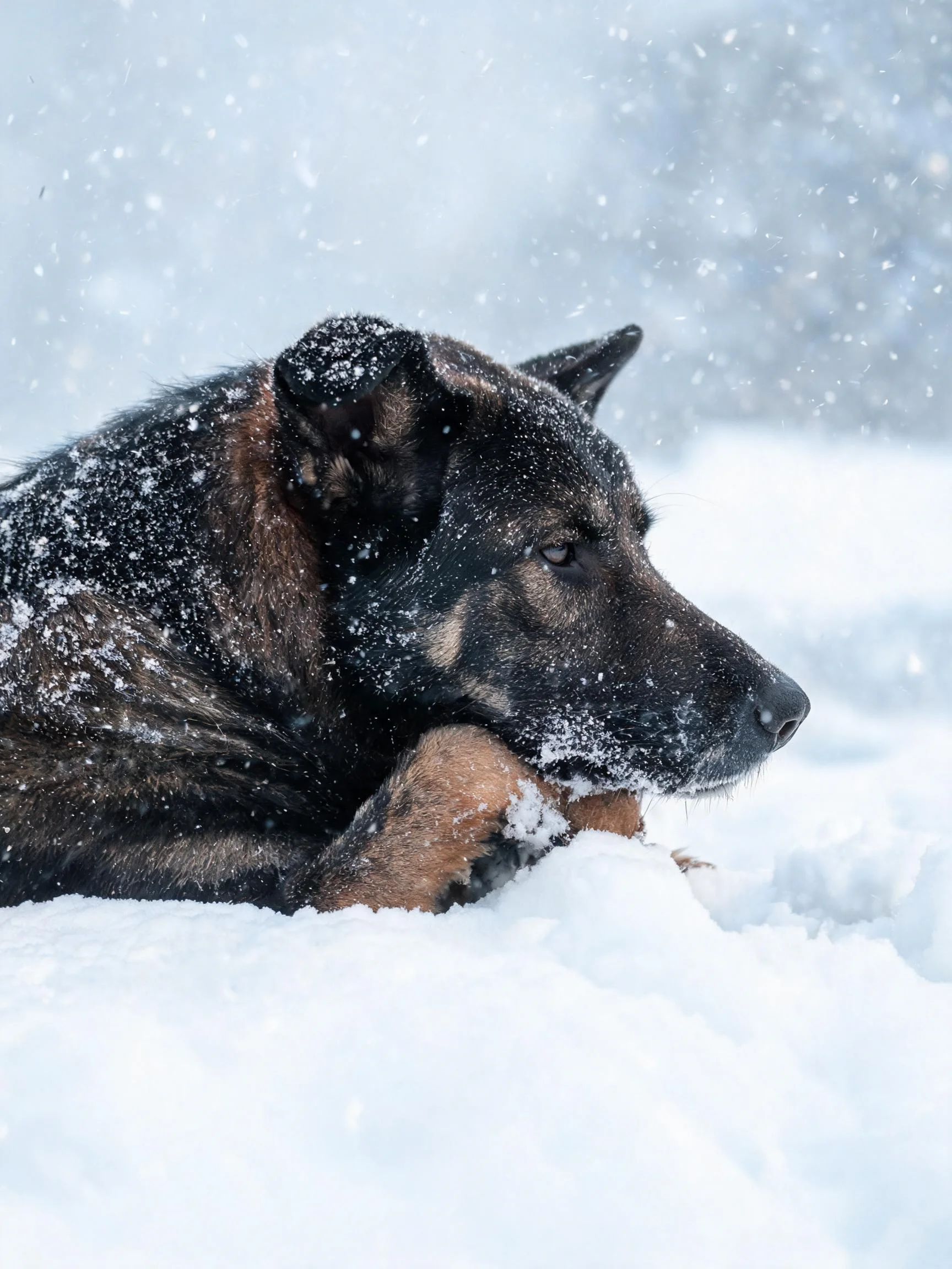 德国牧羊犬趴在雪地中,黑色皮毛上沾有雪花,展现其厚实被毛和质感。