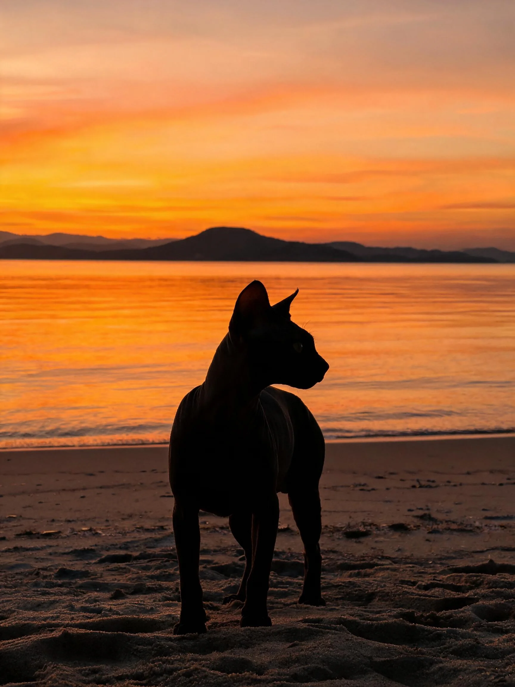 海滩夕阳下,一只无毛犬耳朵竖立,身体修长,呈现黑色剪影效果,皮肤光滑无毛发。