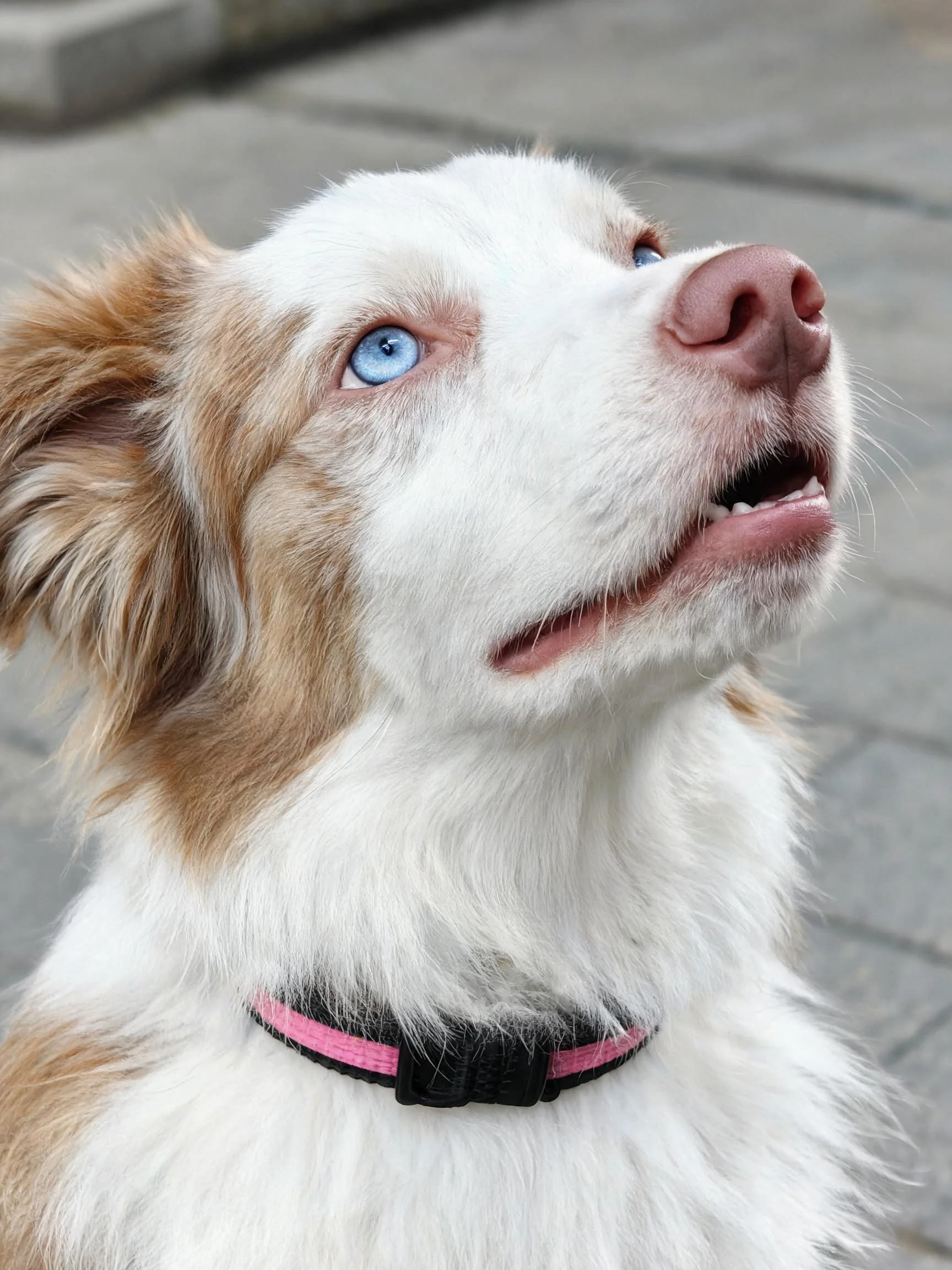 一只边境牧羊犬有着雪白与浅棕相间的毛发,蓝色眼睛明亮,正抬头注视上方。
