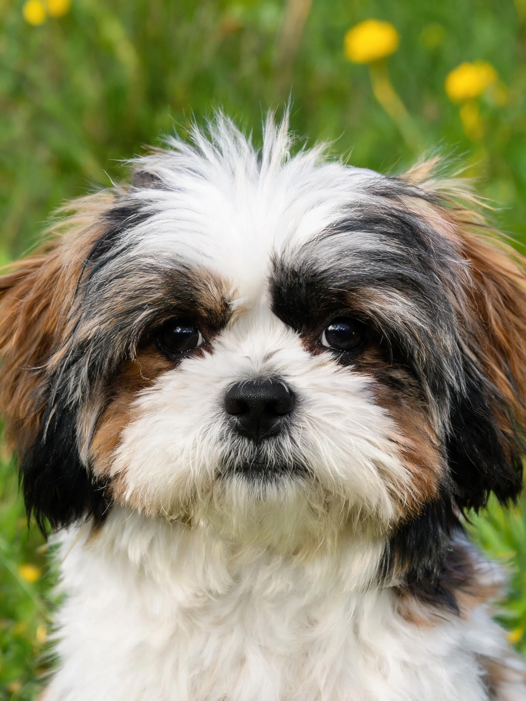 西施犬有着黑白棕相间的毛发,蓬松的白色毛发覆盖头顶,眼部周围是黑色斑纹,整体姿态安静。