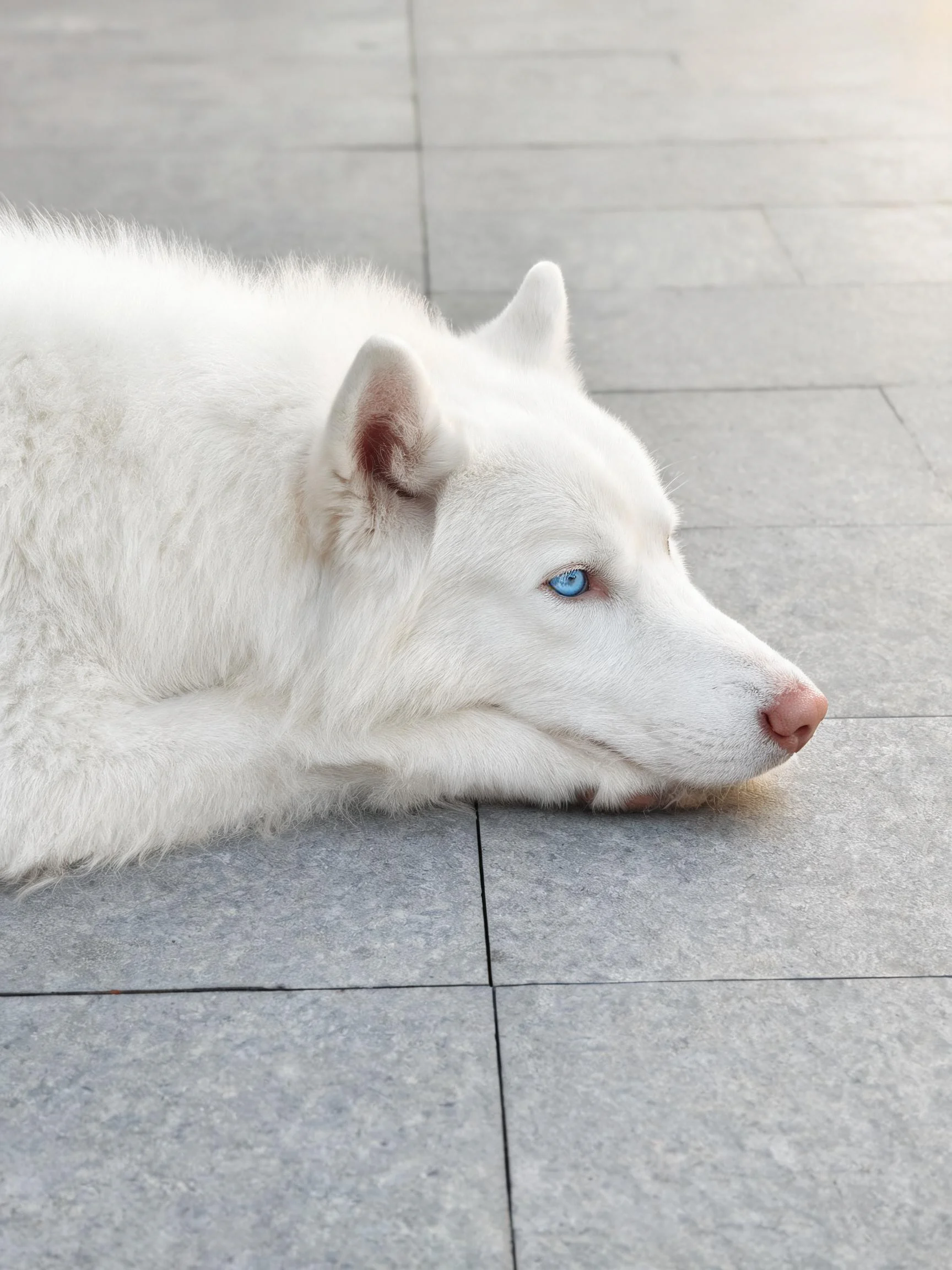 西伯利亚雪橇犬趴卧在瓷砖地面,蓝色眼睛明亮,白色毛发蓬松贴附身体。