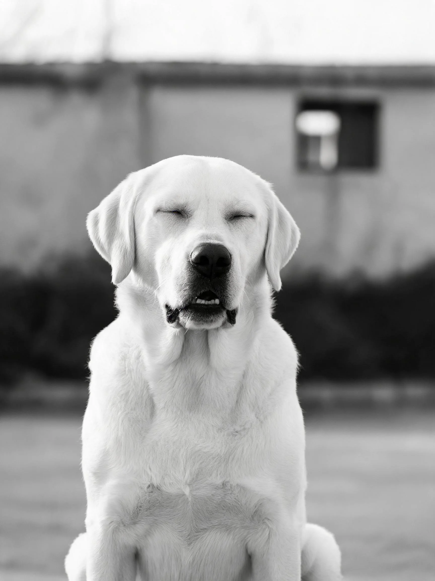 一只闭着眼睛的拉布拉多犬,白色毛发柔软,处于建筑物前户外环境中。
