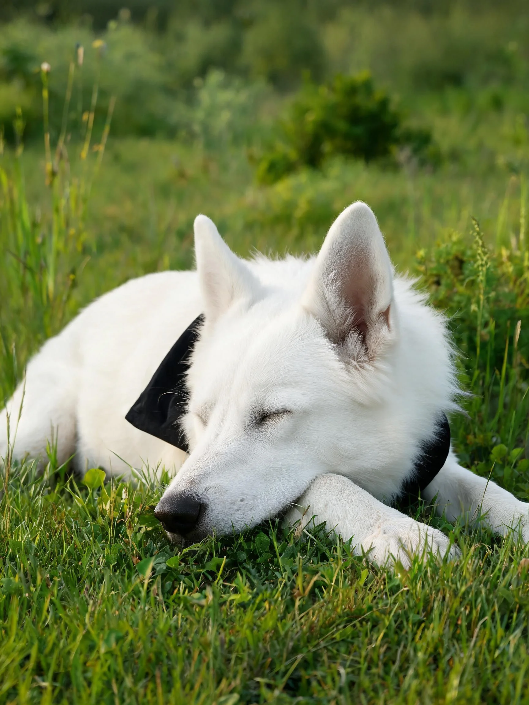 白色北欧牧羊犬幼犬安静地躺着,雪白蓬松的毛发与绿色草地形成鲜明对比。