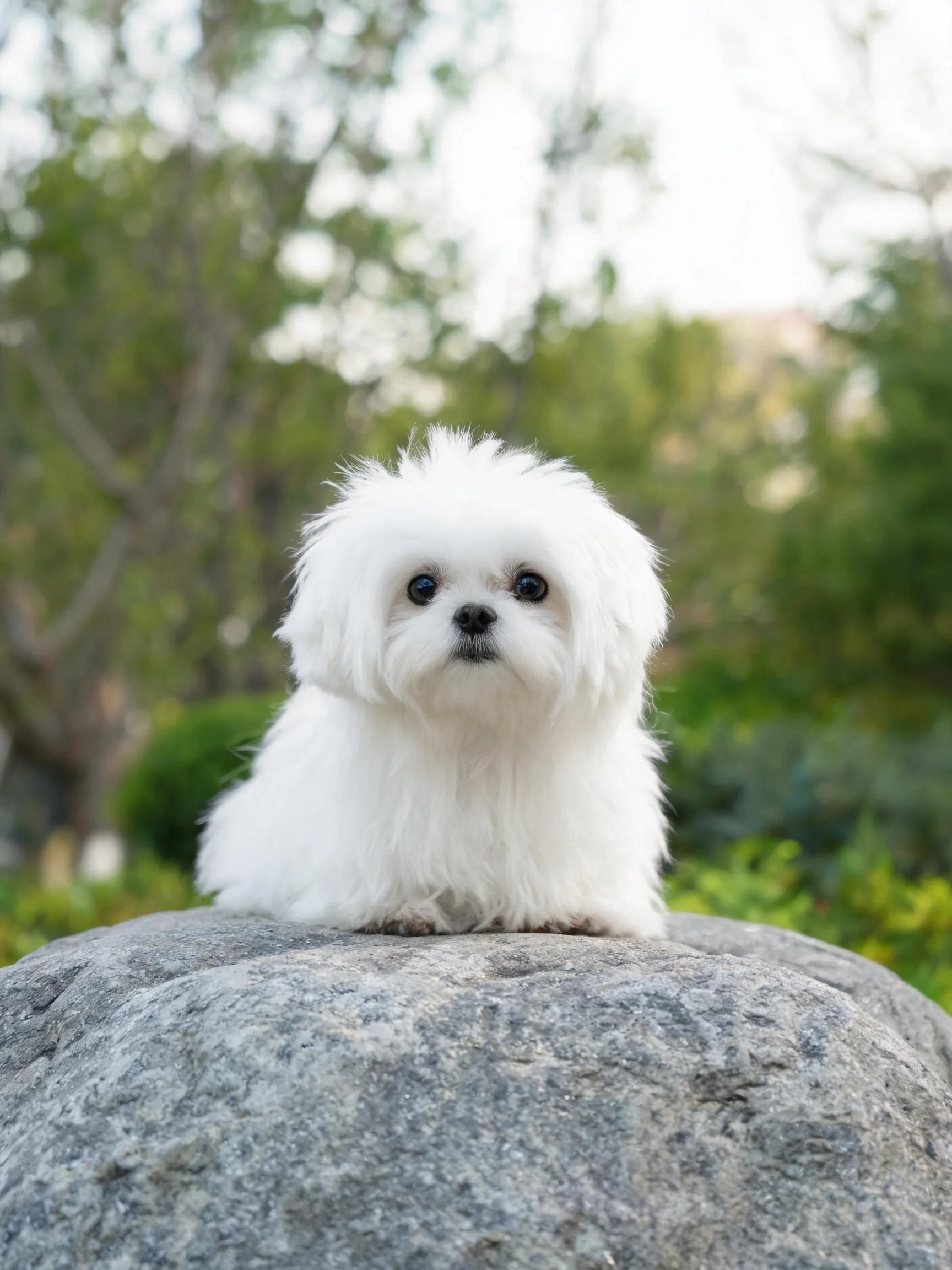 马尔济斯犬有着蓬松洁白的毛发,正安静地坐在岩石上,黑色鼻尖清晰可见。