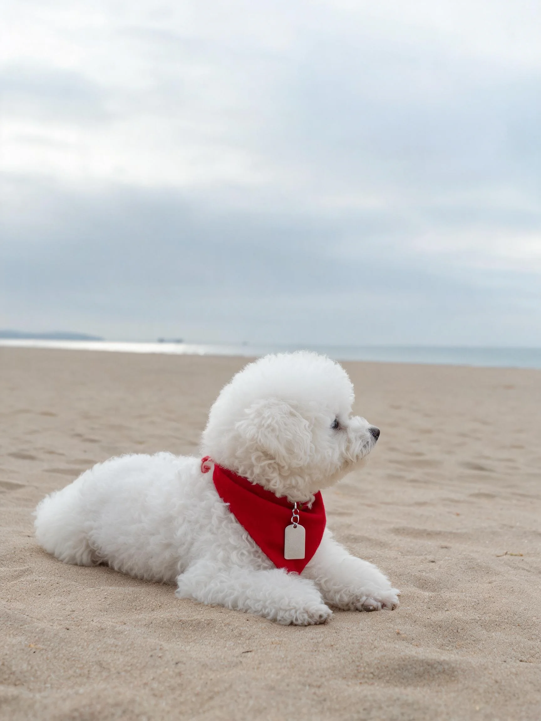 沙滩上趴着一只比熊犬,它有着蓬松洁白的卷毛,脖子上系着红色装饰带。