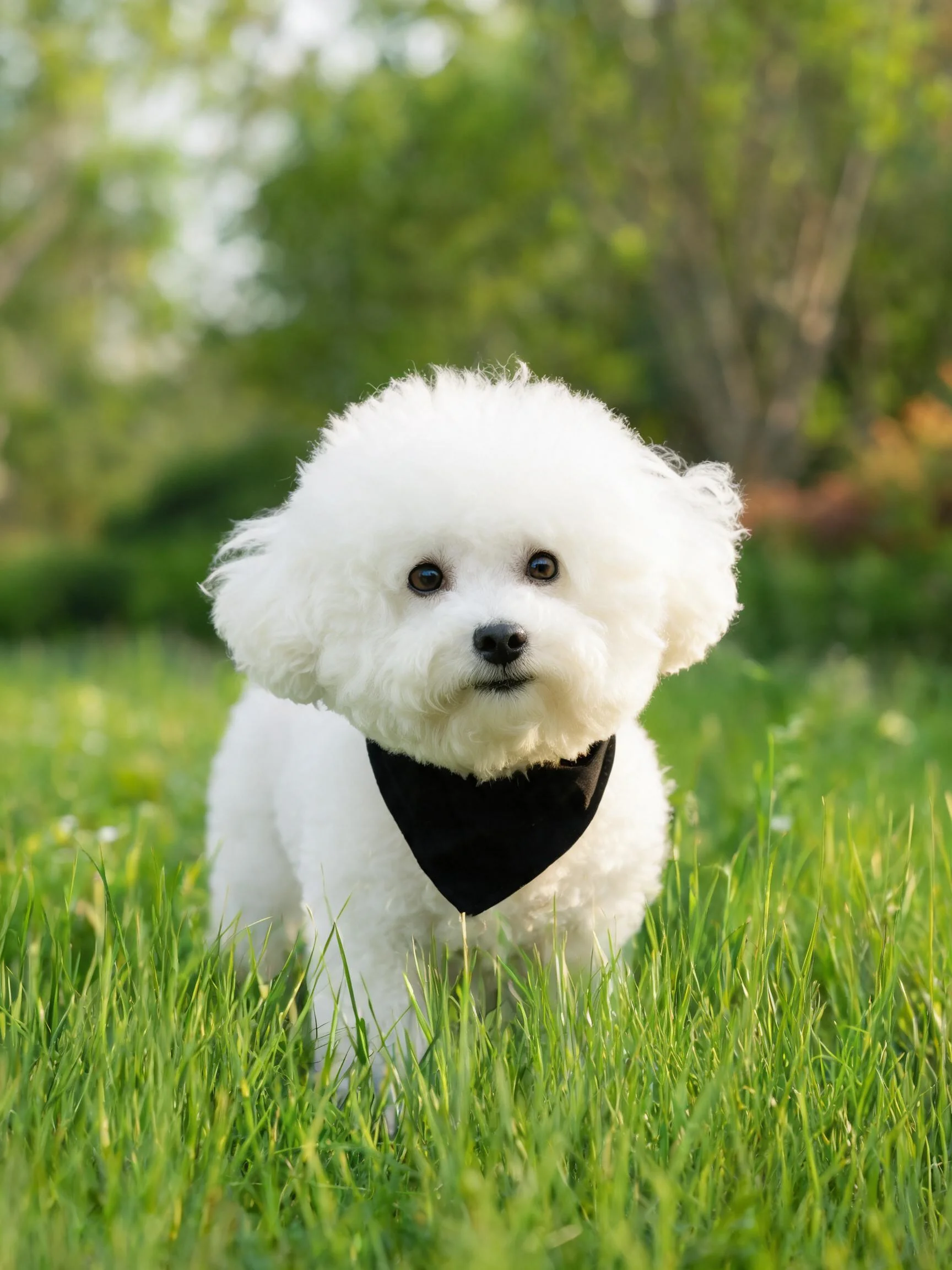 一只比黑色三角巾的比雄犬站在绿色草地上，蓬松洁白的卷毛在阳光下显得格外柔软。