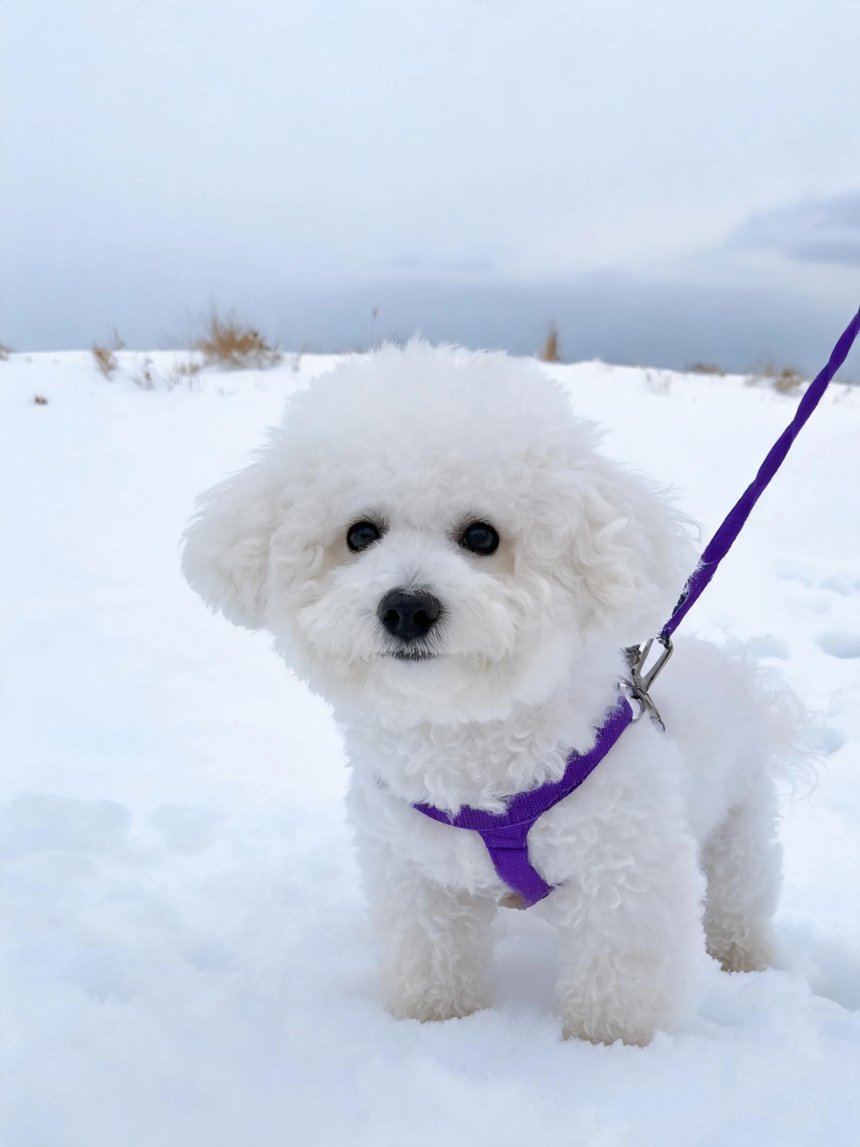 一只比熊犬站在雪地上,身上系着紫色胸背带,毛发蓬松洁白。
