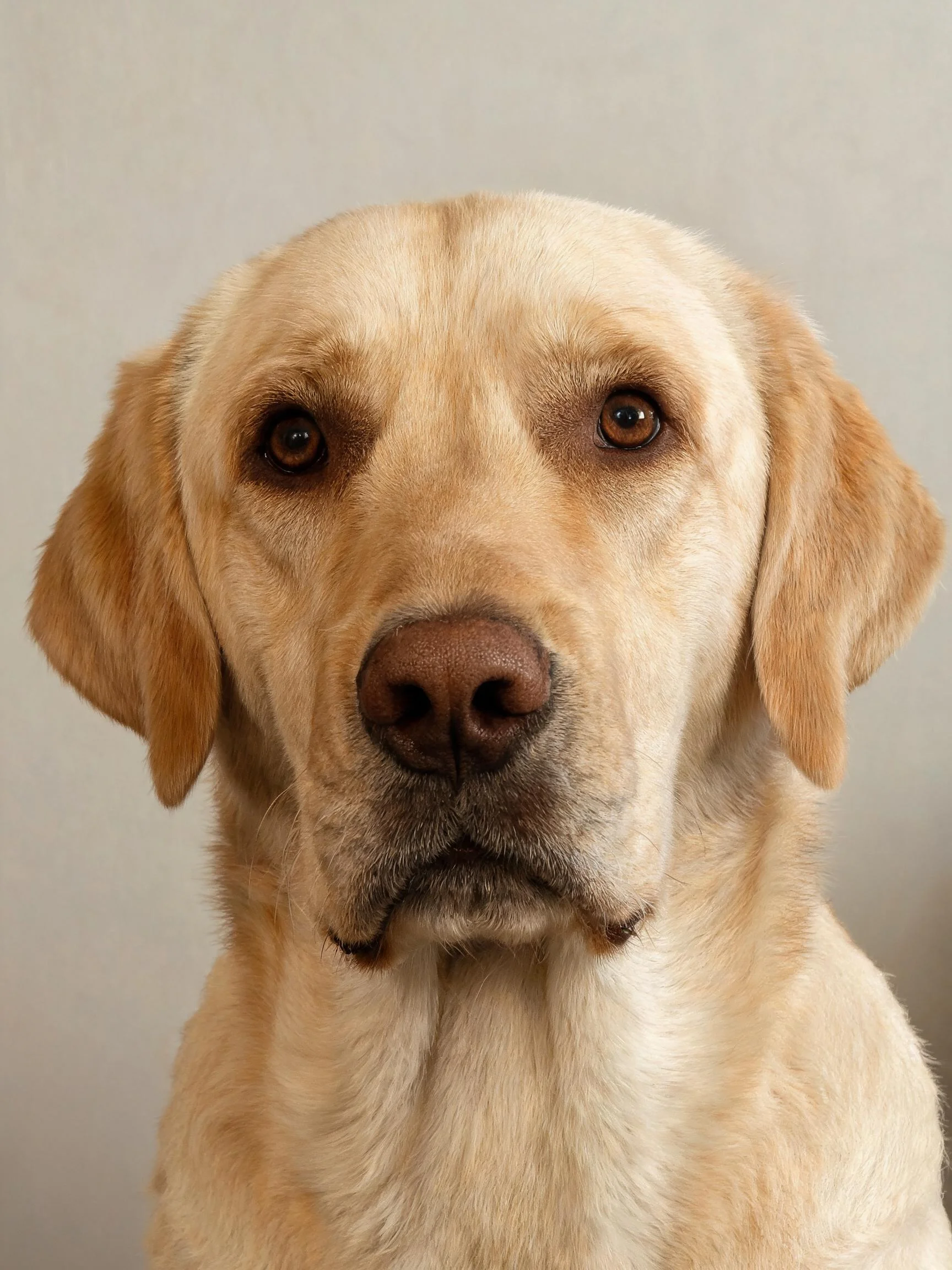 拉布拉多猎犬安静凝视镜头,深棕色眼睛与浅金色毛发形成对比,鼻头湿润。