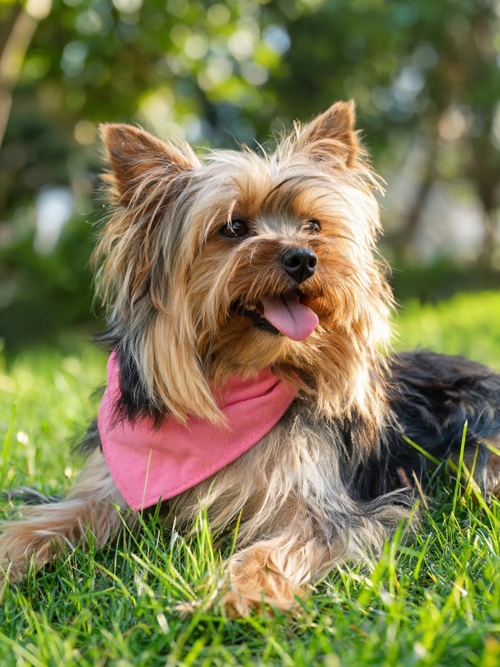 一只约克夏梗犬趴在绿色草地上,脖子上系着粉色围巾,毛发柔软蓬松。