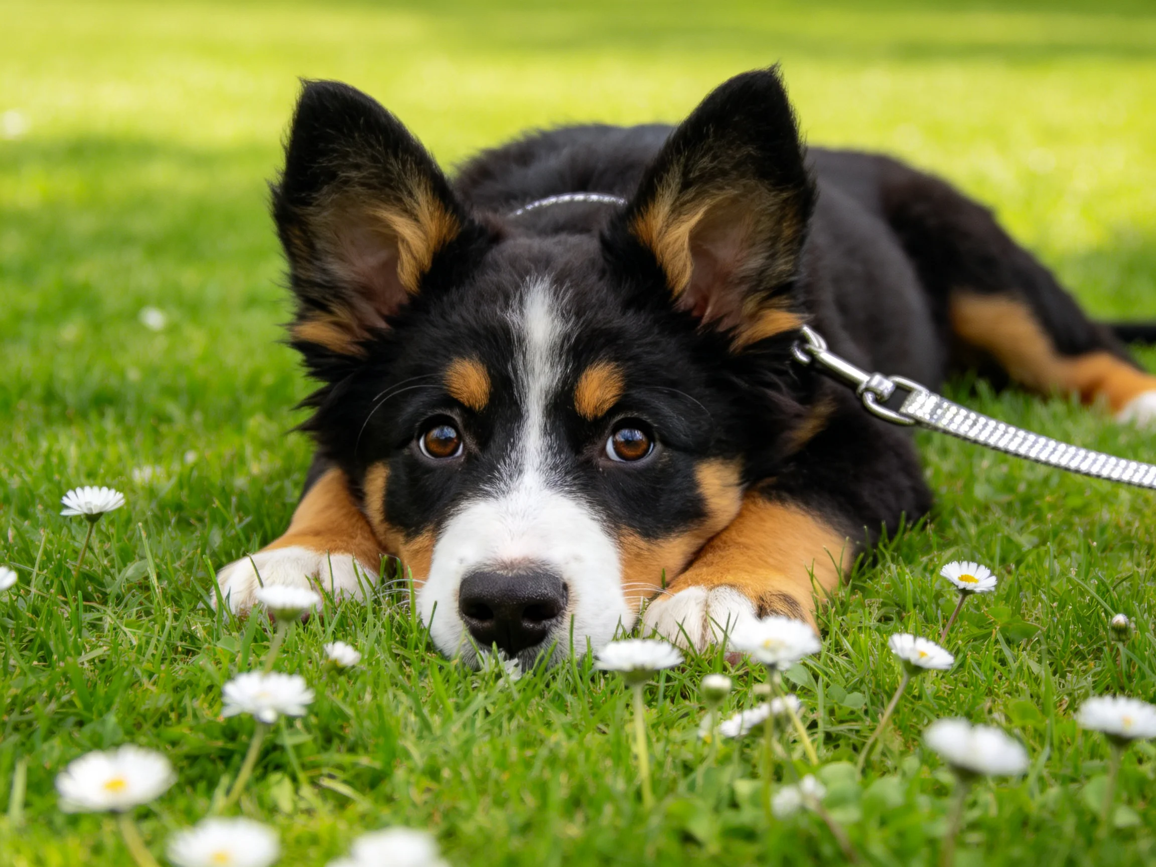 边境牧羊犬幼犬趴在草地上,黑白棕相间的毛发湿润贴在前爪处。