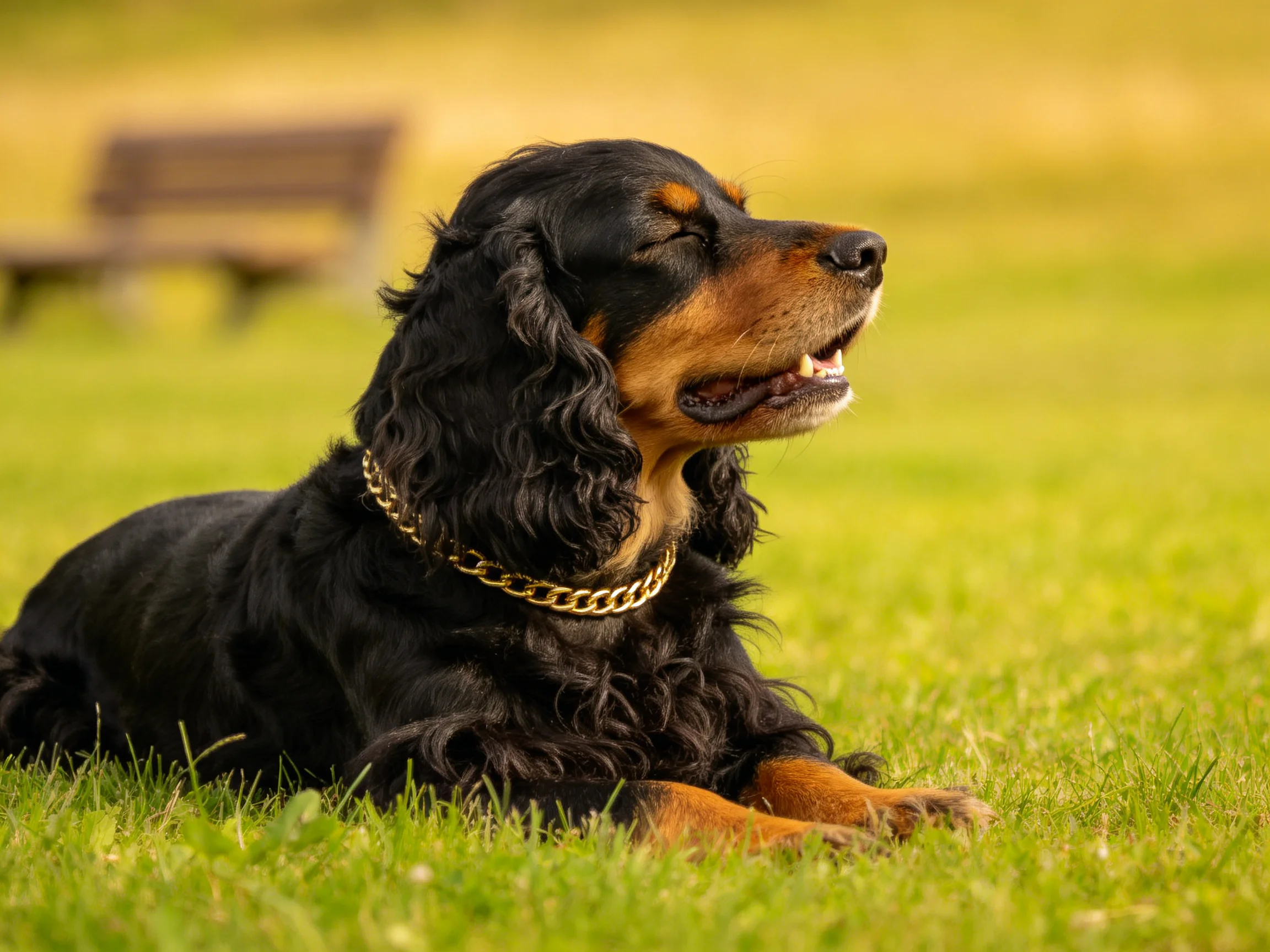 可卡犬安静地躺着,黑色的卷曲毛发与绿色草地形成鲜明对比,金色项圈清晰可见。