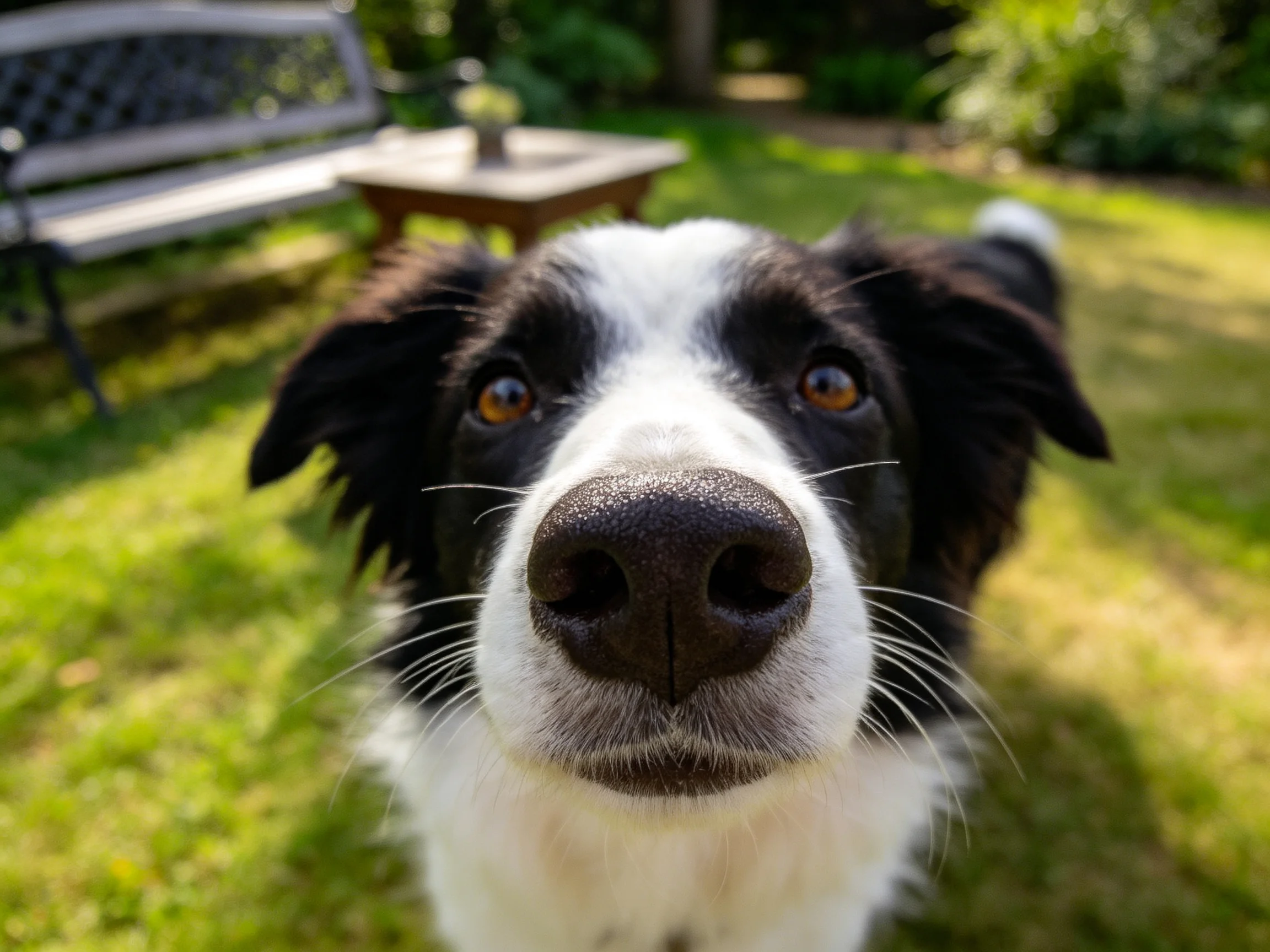 边境牧羊犬直视镜头,黑白相间的皮毛,湿润的鼻尖清晰呈现。
