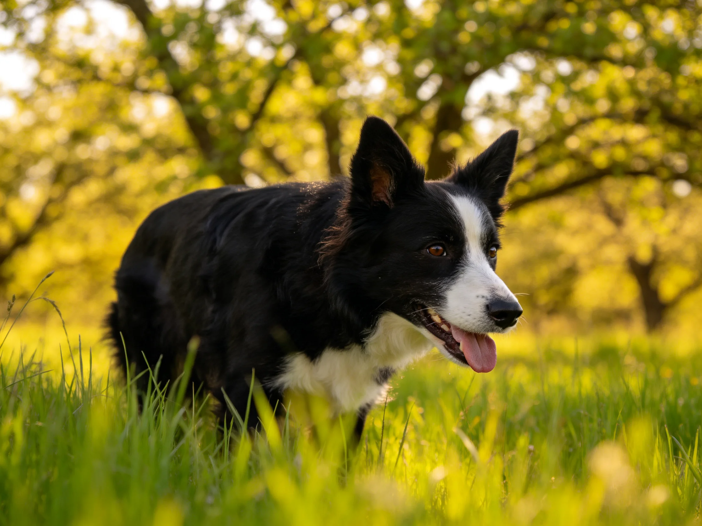 一只黑白边境牧羊犬在阳光照耀下的草地上,嘴巴张开露出湿润的舌头,周围是茂密的绿色植被。